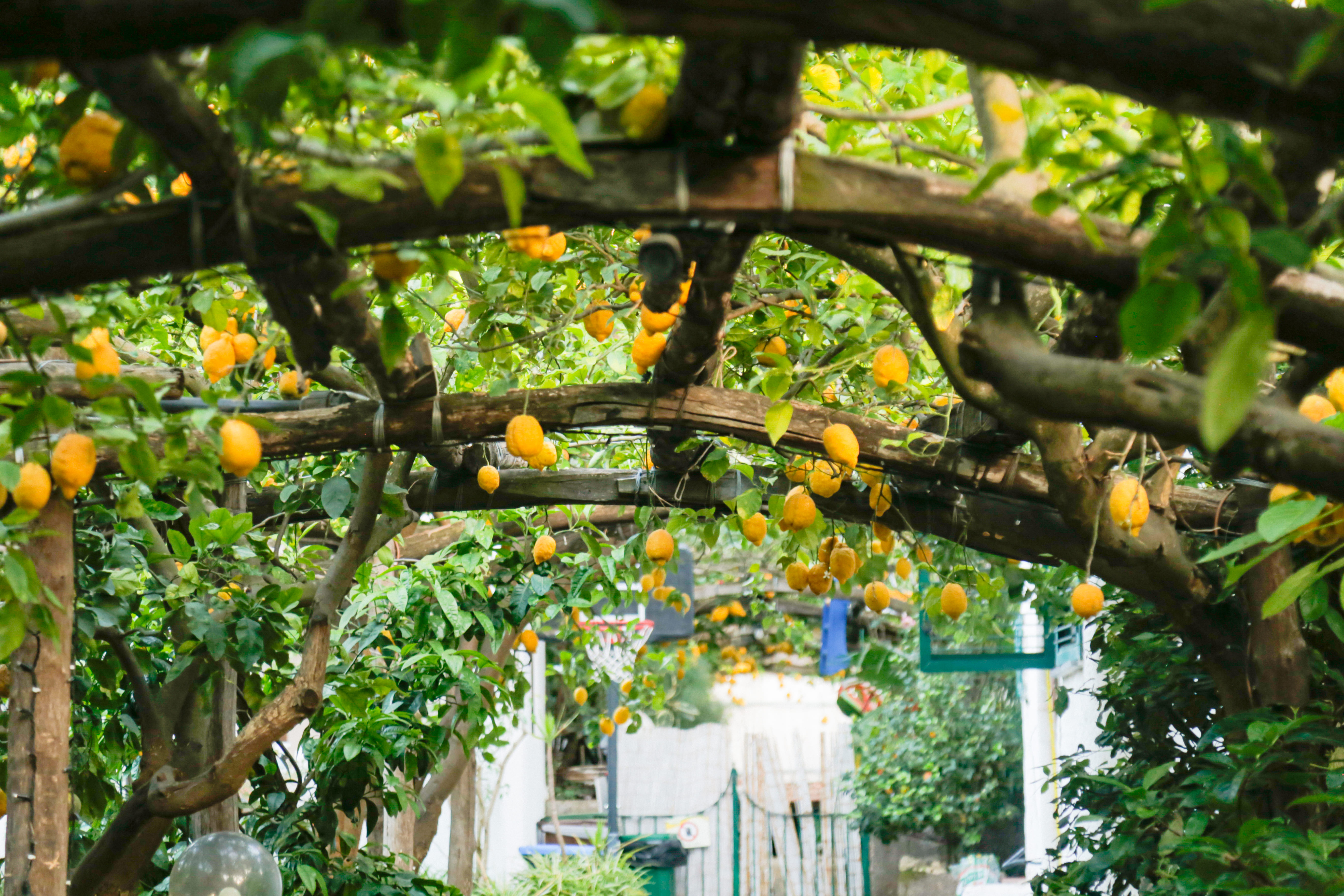Guided Afternoon Walking Tour of Sorrento and Street Food Experience - Accommodations in Sorrento