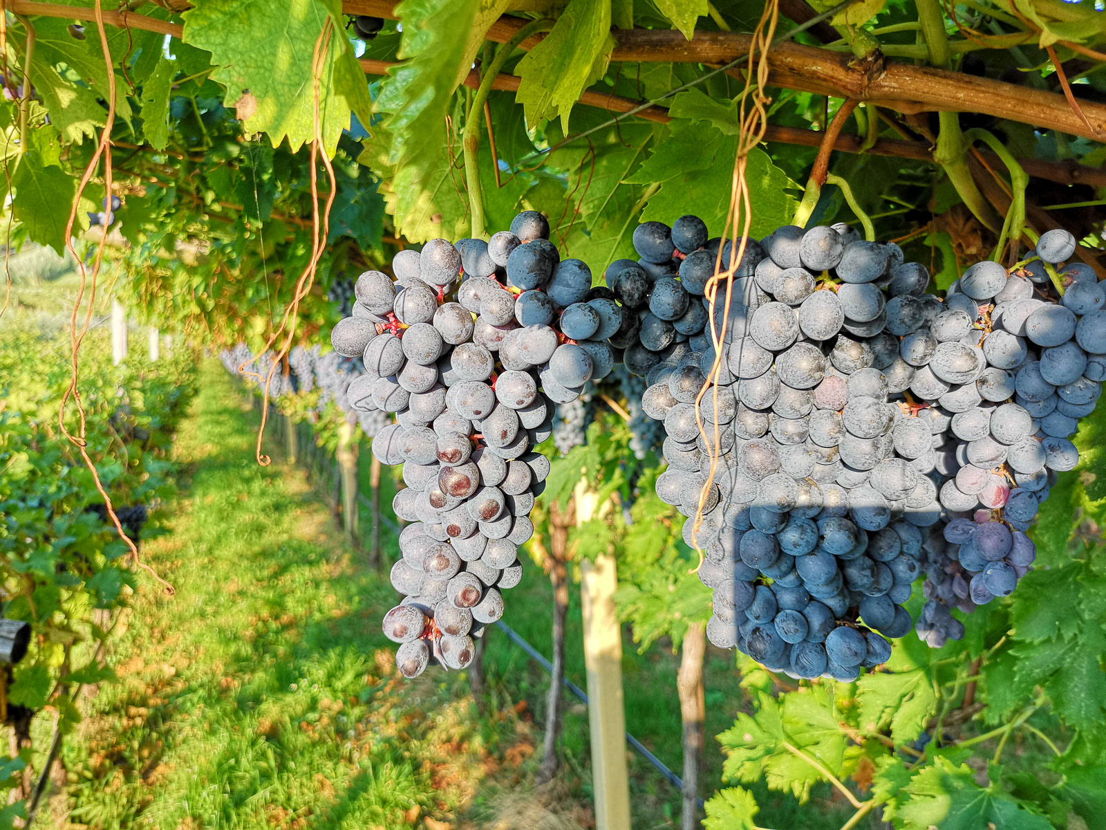 Fumane: tasting of 3 wines on Valpolicella Hills - Photo 10