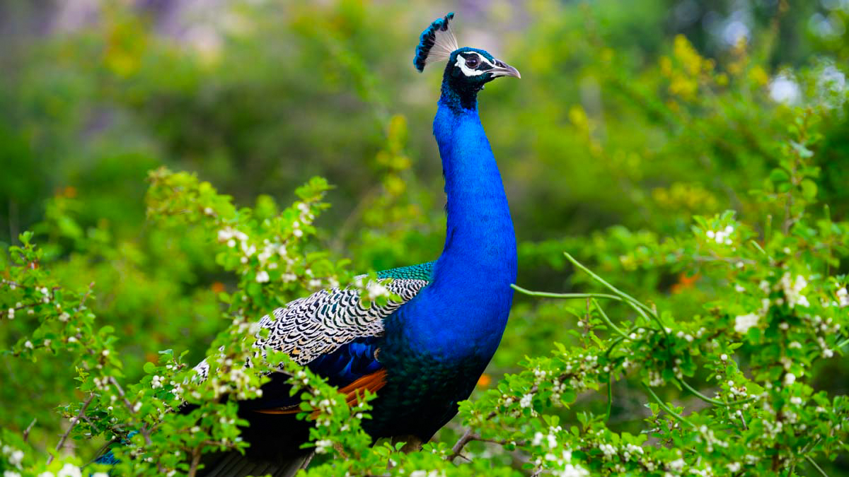 Kaudulla National Park Private Safari with Naturalist