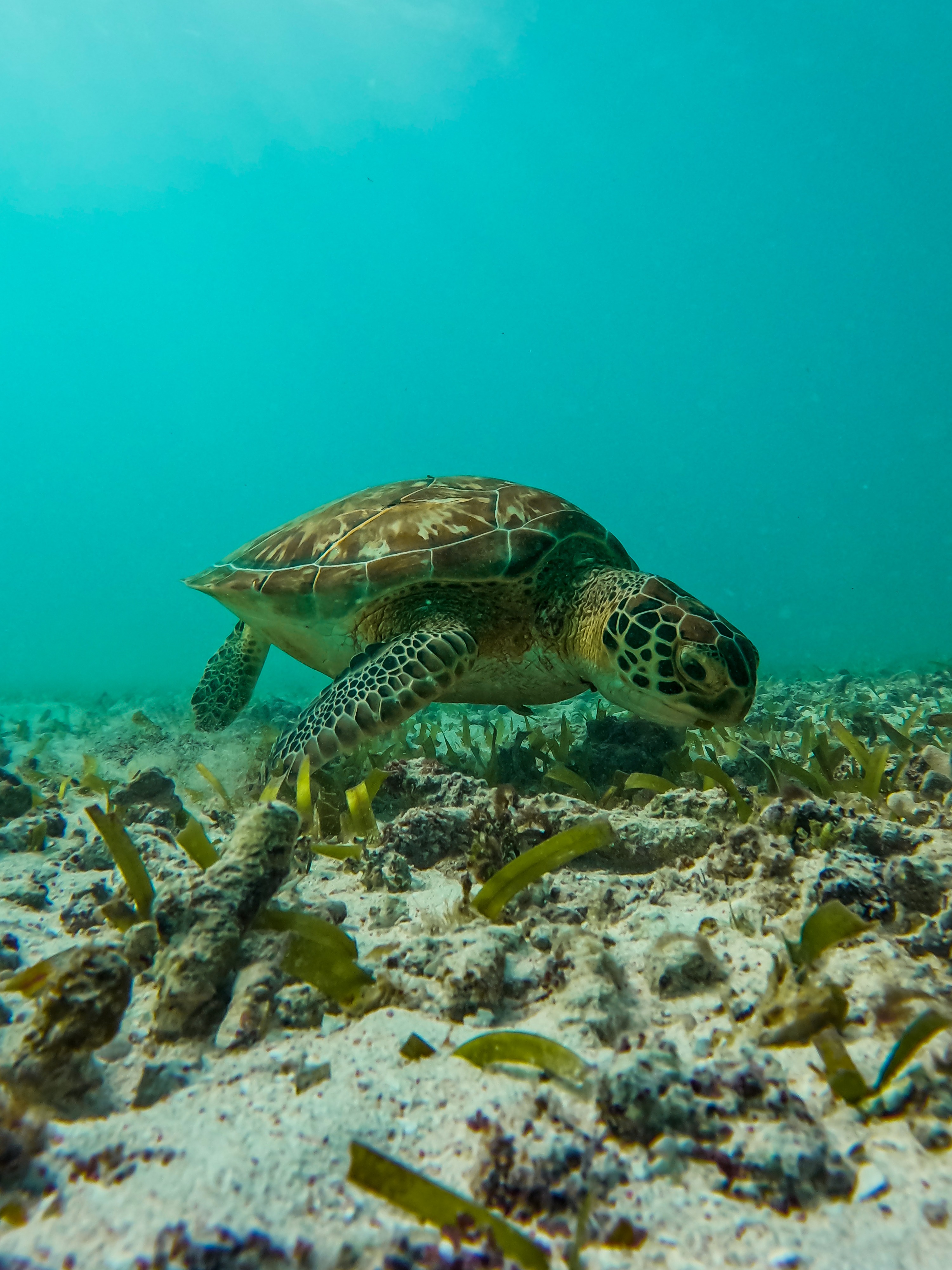 2 horas de Snorkeling en dos puntos del arrecife de Tulum — 50/78