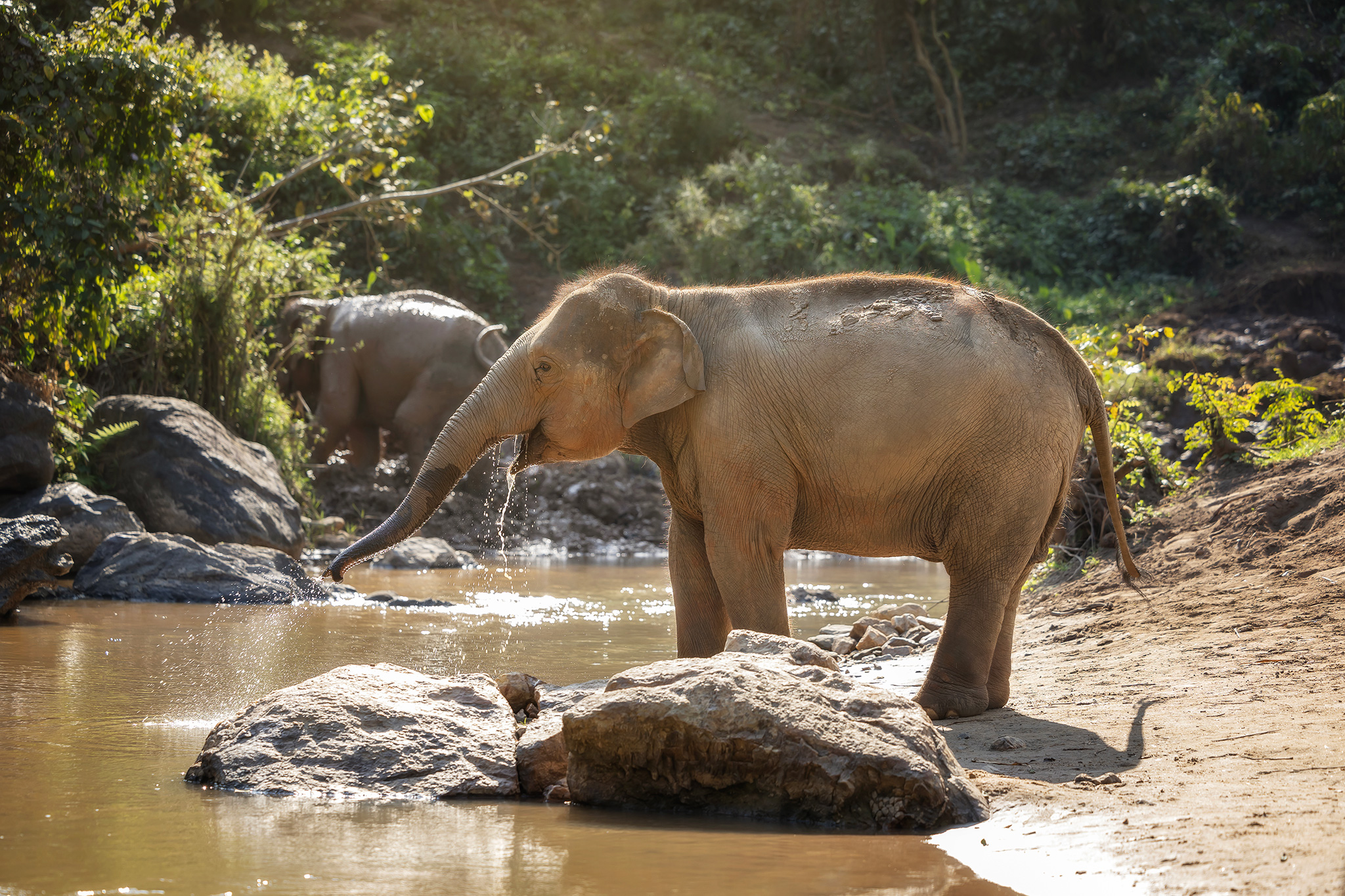 Chiang Mai: One Day Elephant Care 