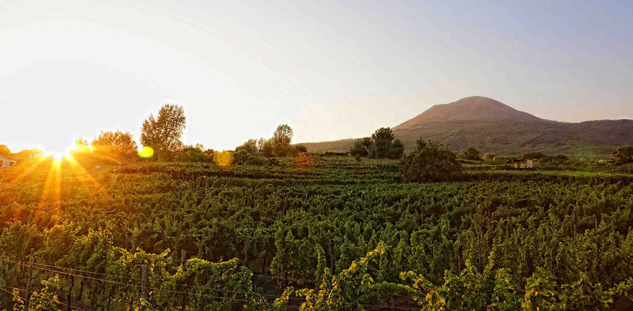 Dinner in the Vineyard at Sunset on the slopes of Vesuvius - Photo 8