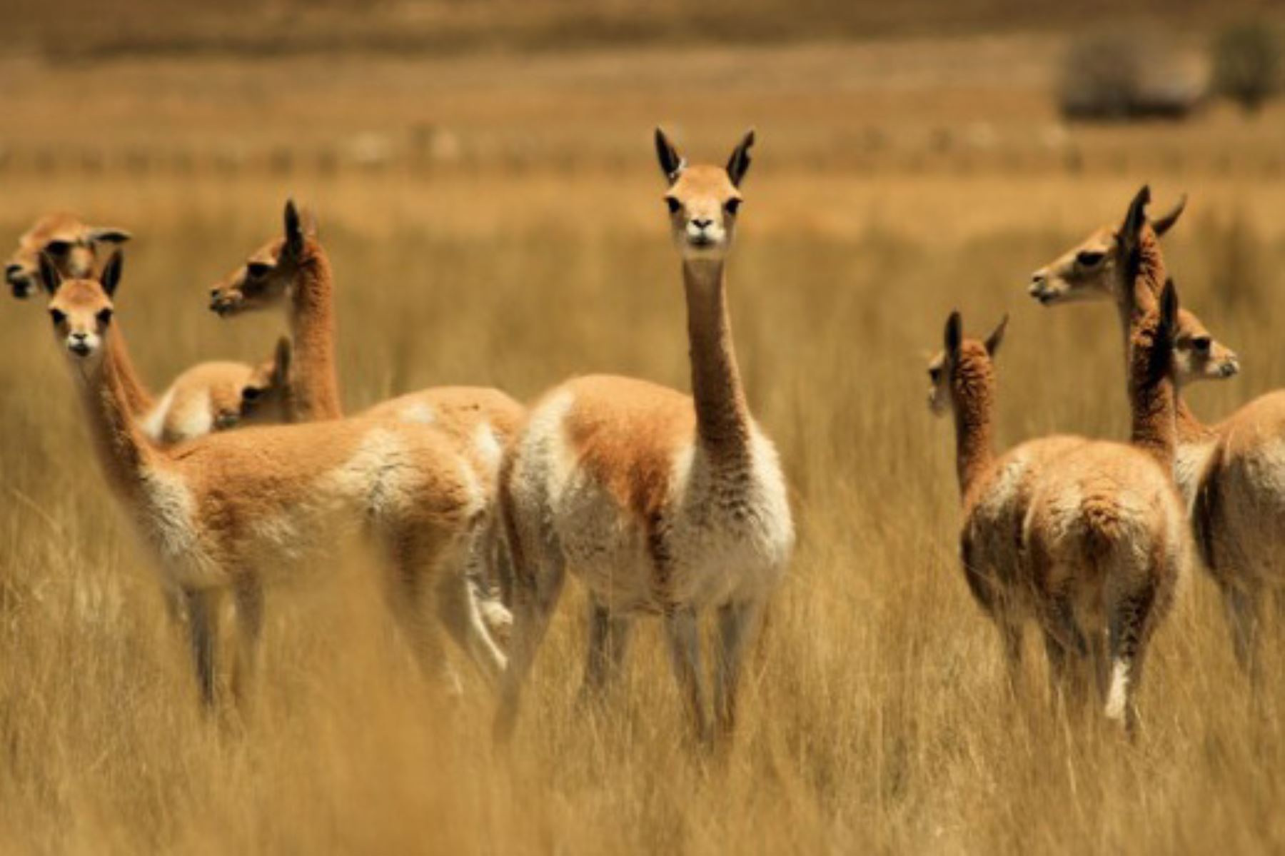 Naz-05 : Reserva Nacional Pampas - Santuario Vicuña Lama