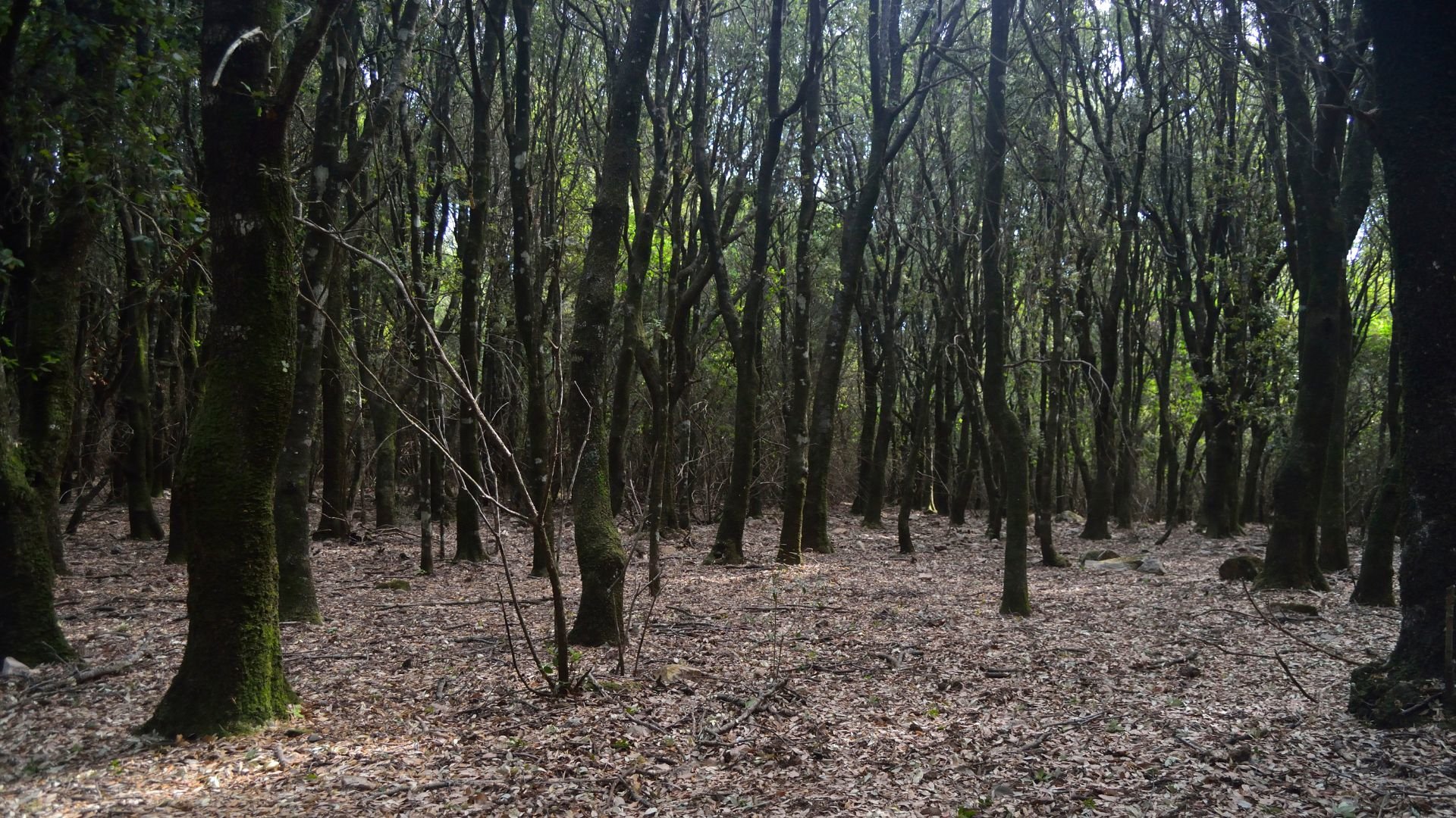 Castiadas: trekking in the S'Acqua Callenti forest - Photo 2