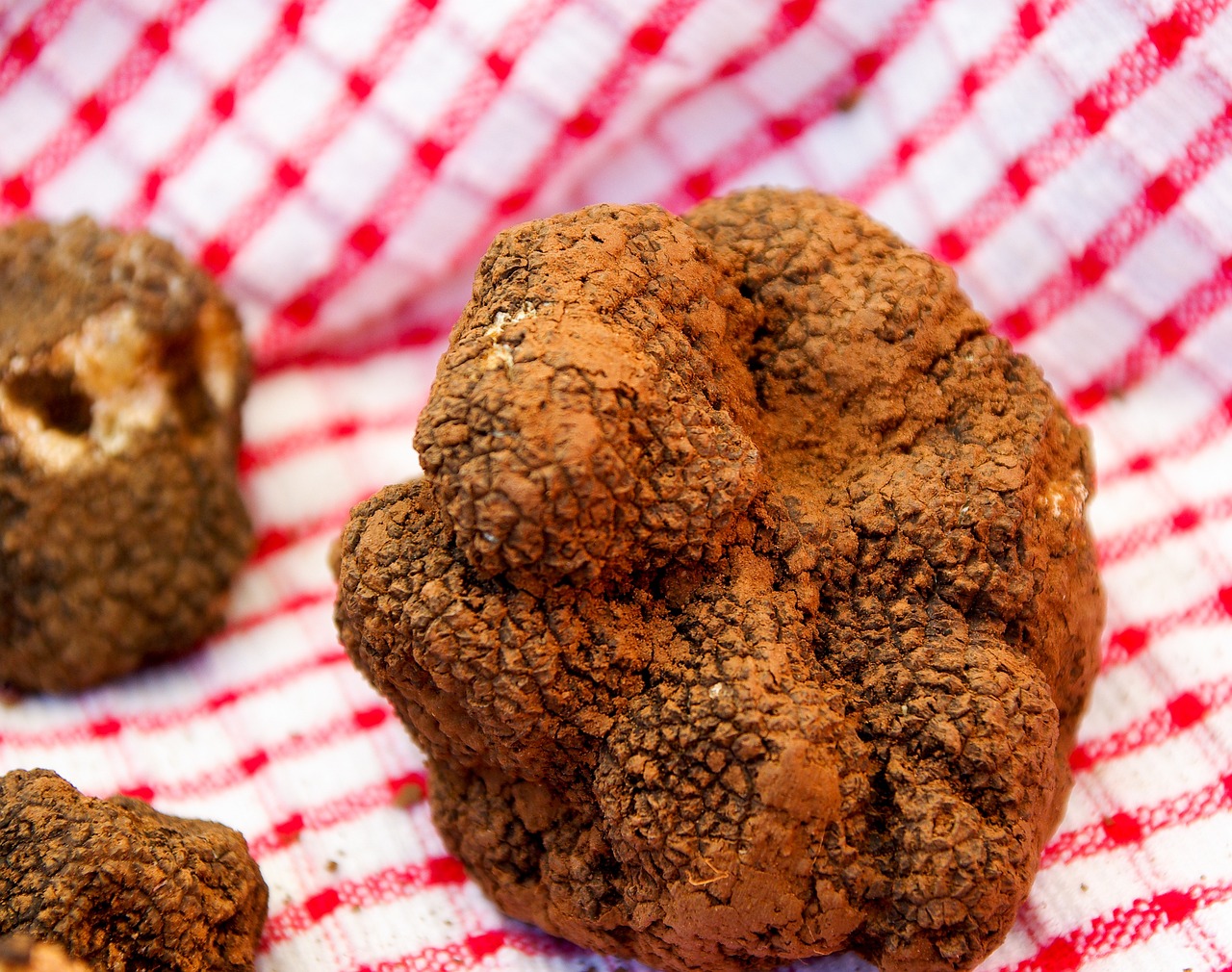 Truffle Hunt with Cooking Class with Lunch or Dinner and Wine Tasting in San Gimignano countryside - Photo 3