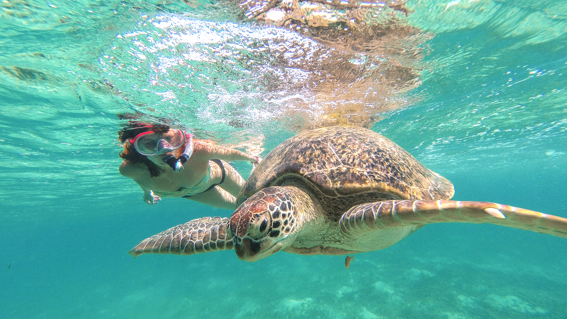 Desde Cancún: Tulum, cenote Mariposa y nada con tortugas en Akumal
