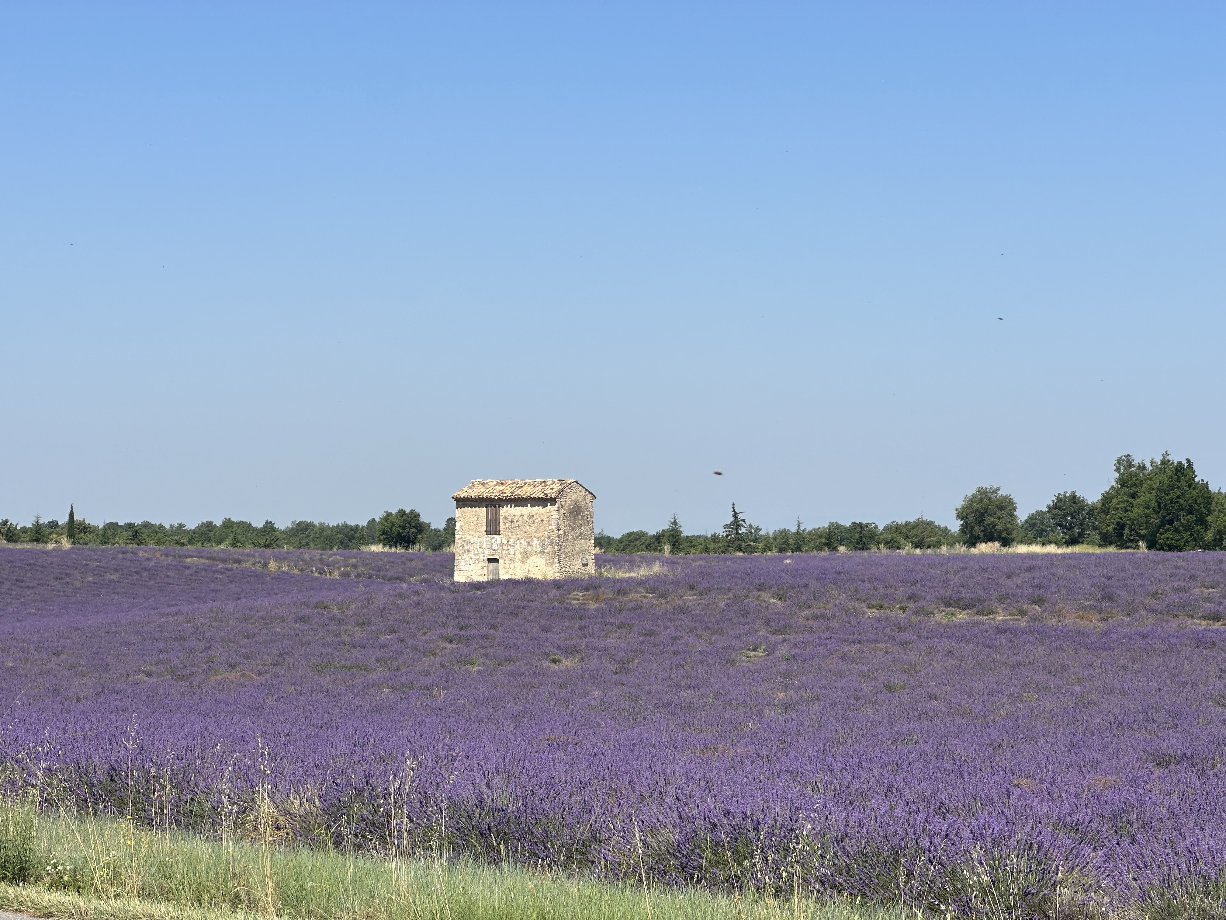Lavender Private Day Trip - Photo 4