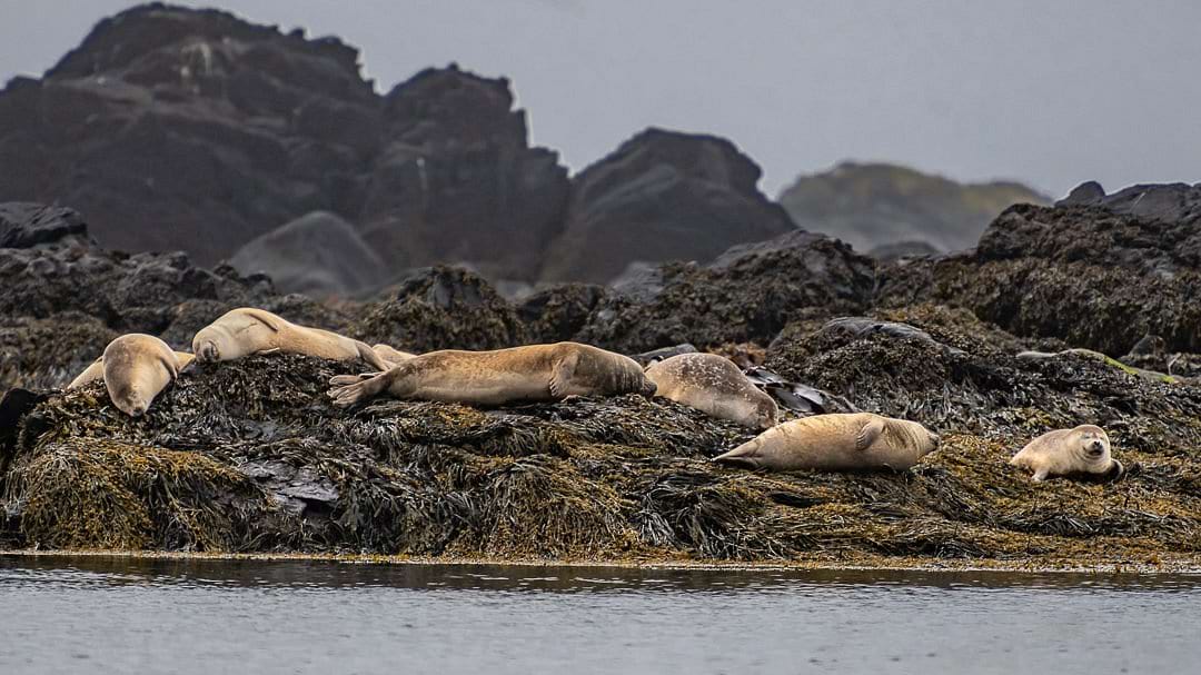 CS - Snæfellsnes Peninsula 