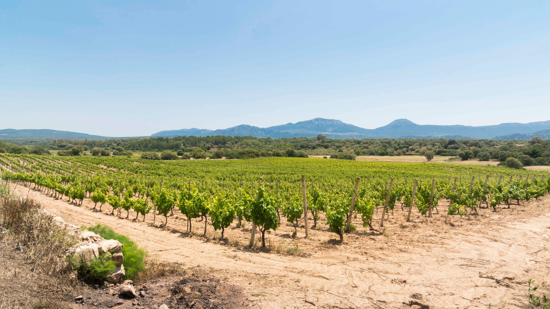 Dorgali: visit of a winery with tasting - Photo 26