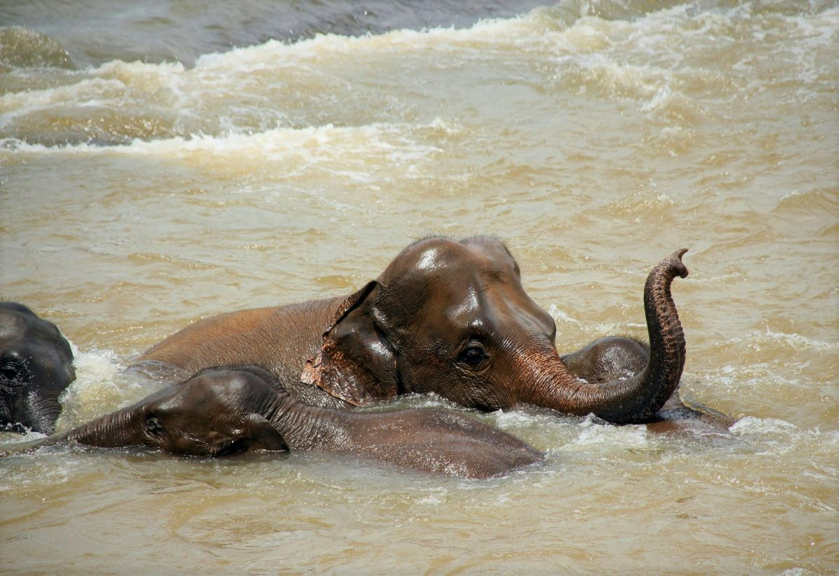 Gal Oya National Park Shared Safari