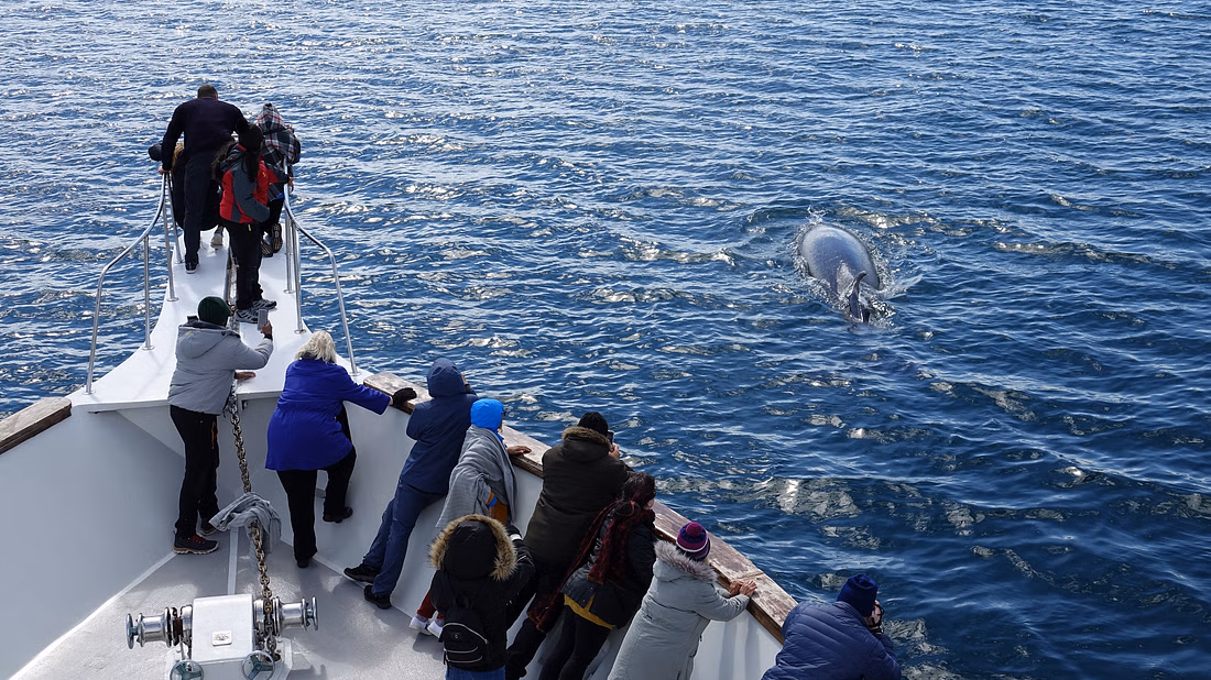 Sailing with Giants: Whale Watching from Reykjavik - photo 11