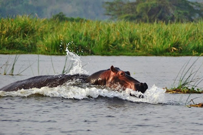 3 days akagera safari – photo 3