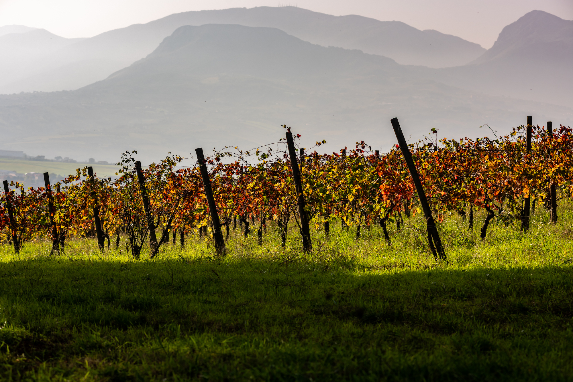 Benevento: picnic among the olive groves of Sannio and tour of the vineyard - Photo 5