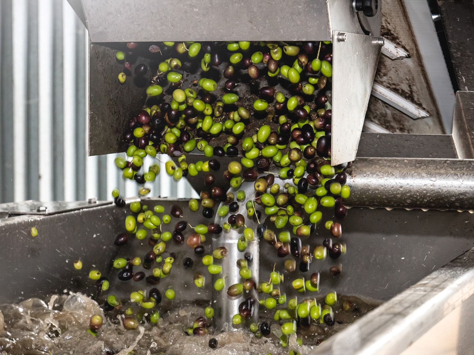Lake Garda Olive Oil Tour and Tasting Experience - Photo 16