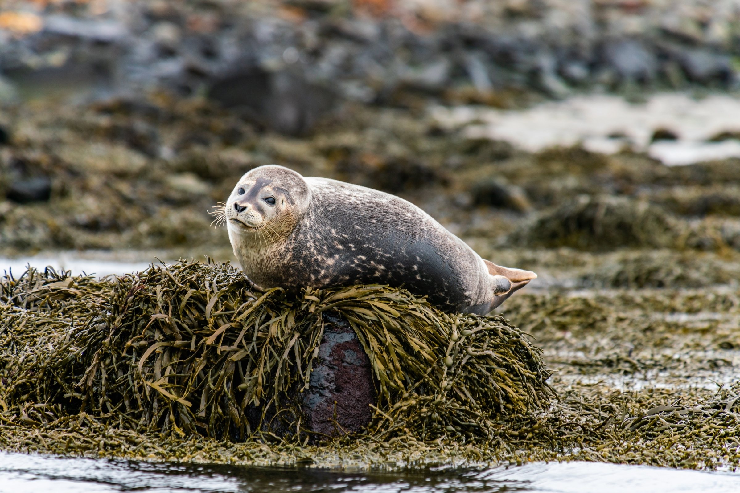 Snaefellsnes Private Tour At Iceland’s West Coast of Wonders - photo 4