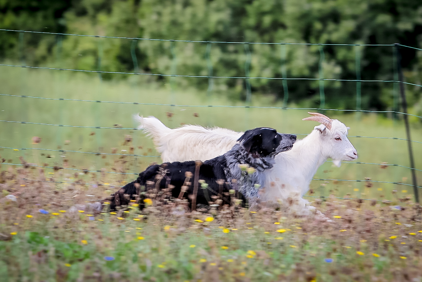 San Leo Cashmere: Farm Experience - Photo 4