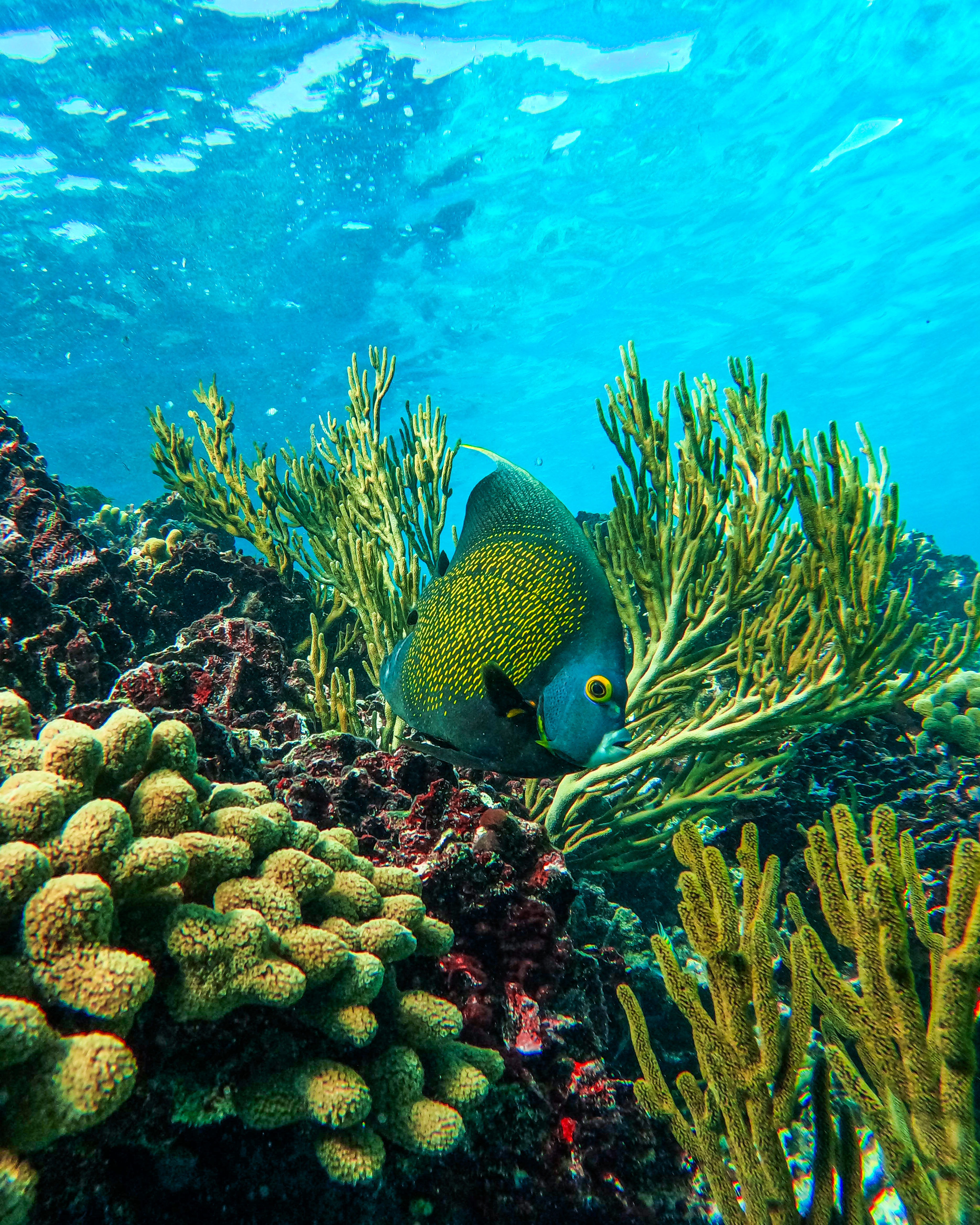 1.5 hours Snorkeling at Tulum's paradise reef — 86/92