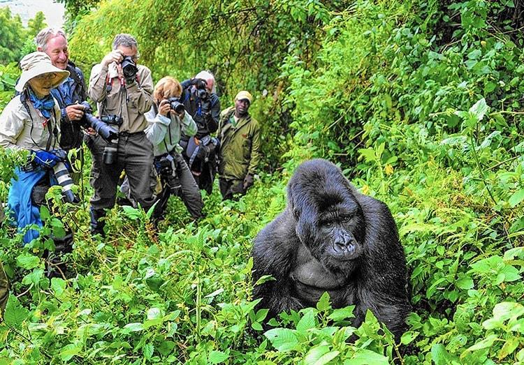 11-Day Kenya Safari & Double Gorilla Trekking – photo 3