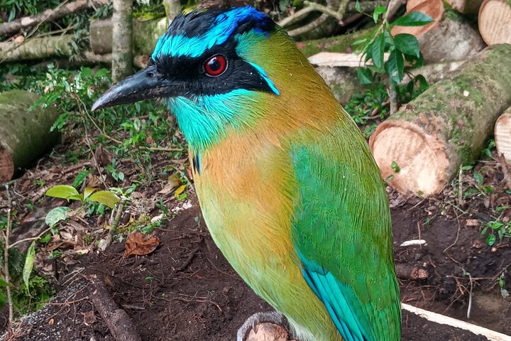 Curicancha Wildlife walk tour