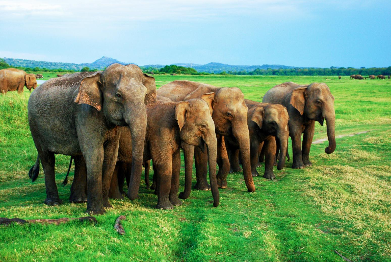 Minneriya National Park Safari from Dambulla
