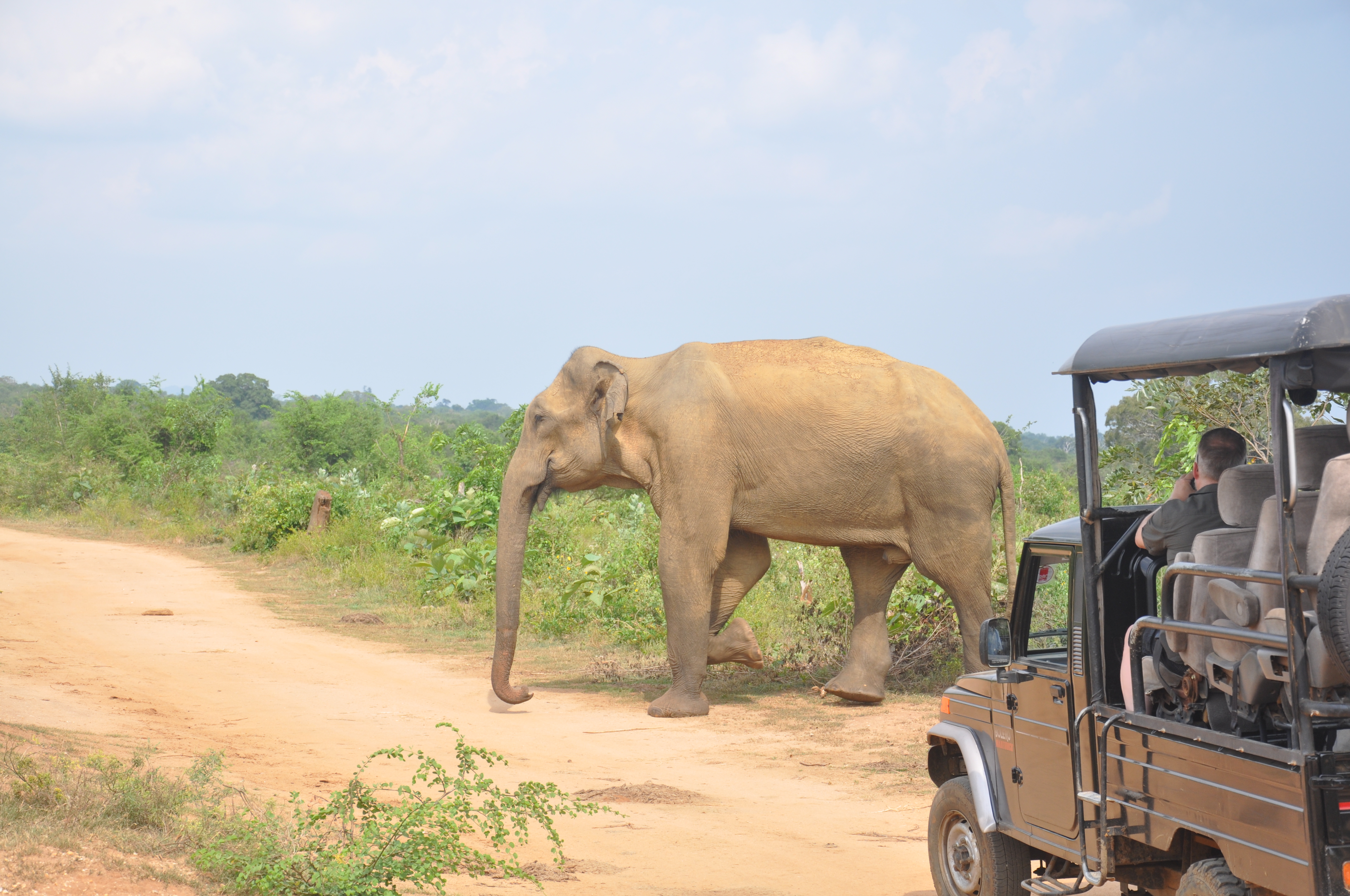 udawalawe national park safari from mirissa (private day tour)