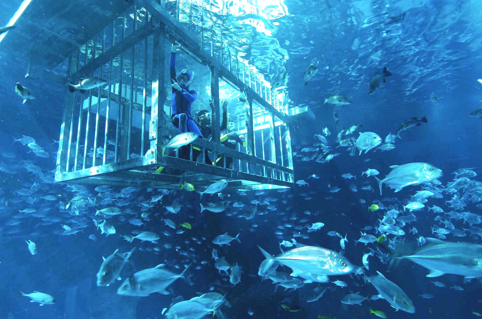 Cage Snorkeling – Image 1 | WeShare