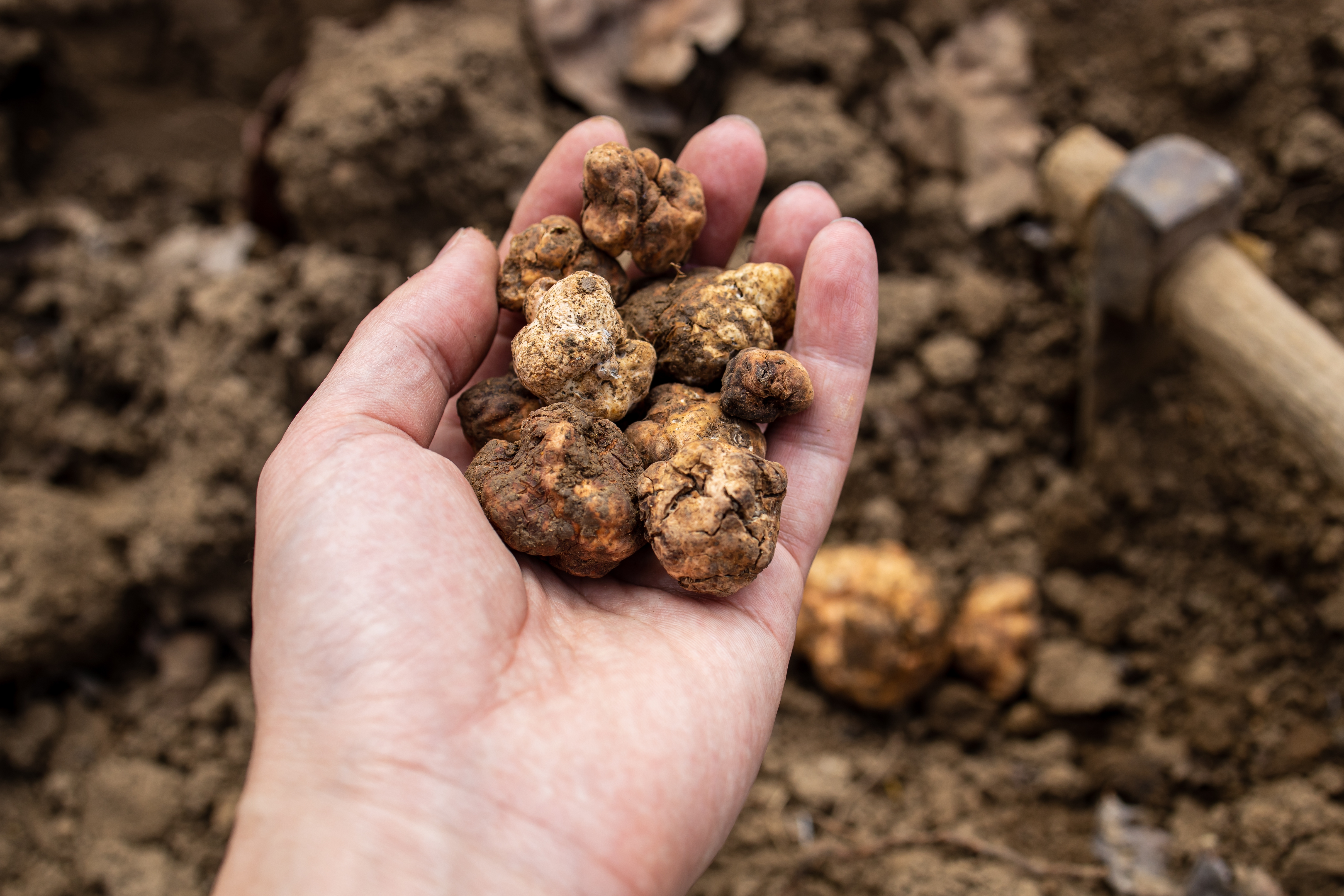OT Truffle Hunting with Gourmet Truffle Lunch in a Winery of San Gimignano from Florence – Image 4 | WeShare