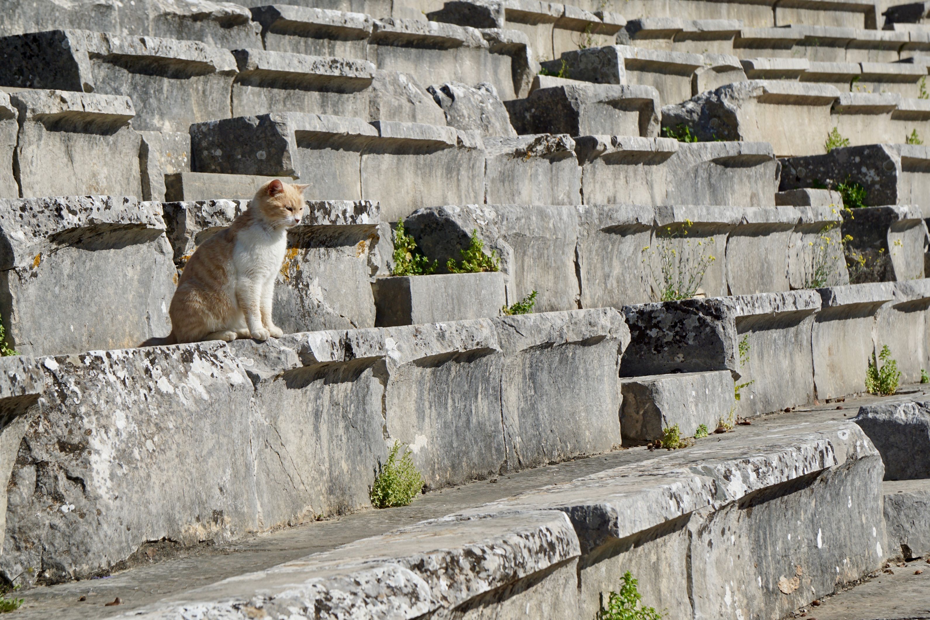 Epidaurus, Mycenae and Nafplio Small-Group Tour from Athens - Photo 32