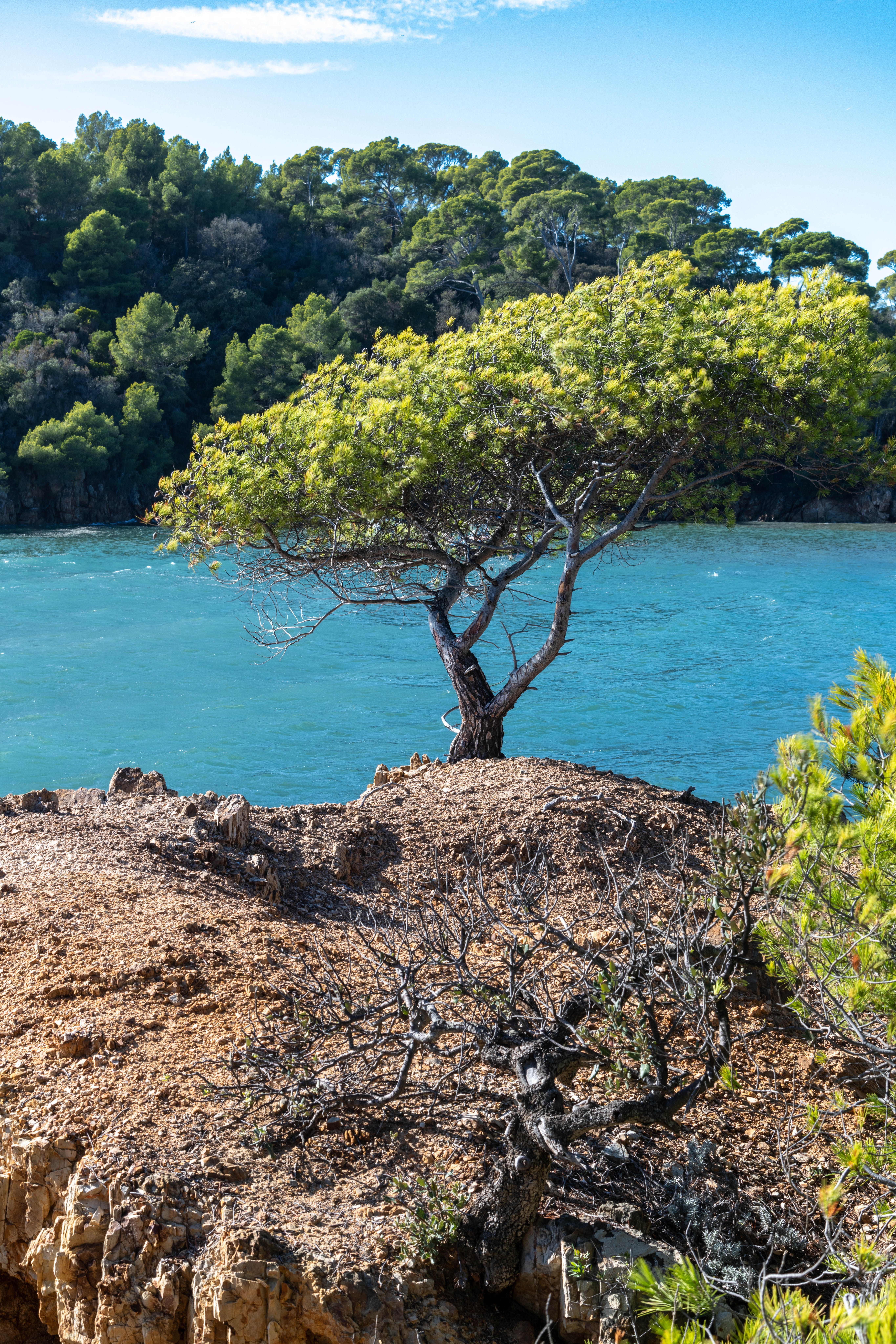 Private Cruise Day to La Biodola Gulf (Elba Island) with Wine Tasting - Photo 5