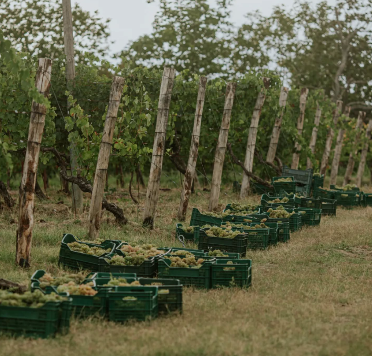 Marche Wines: Explore the Richness of Local Flavors - Photo 8