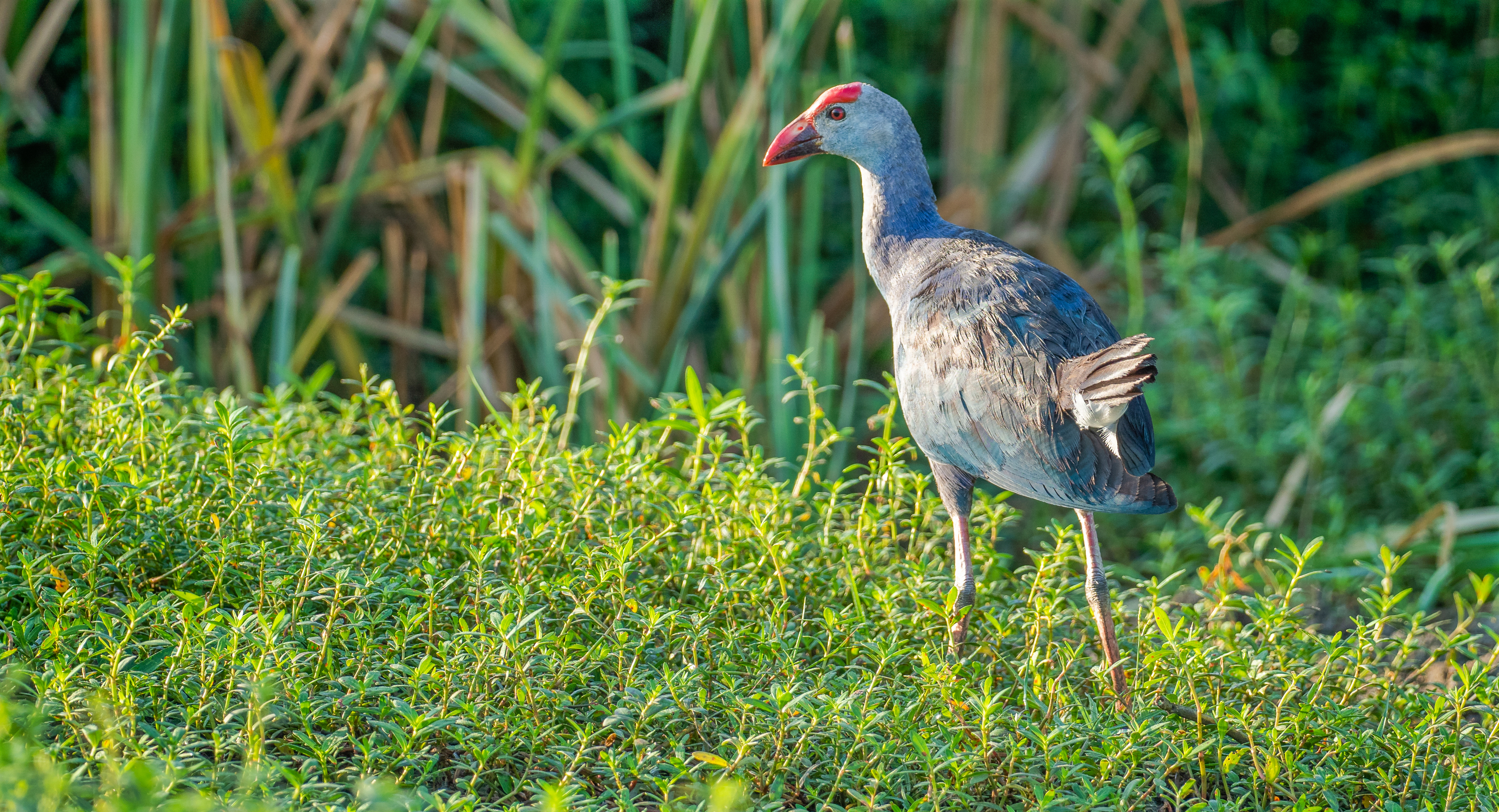 Bundala National Park Shared Safari.