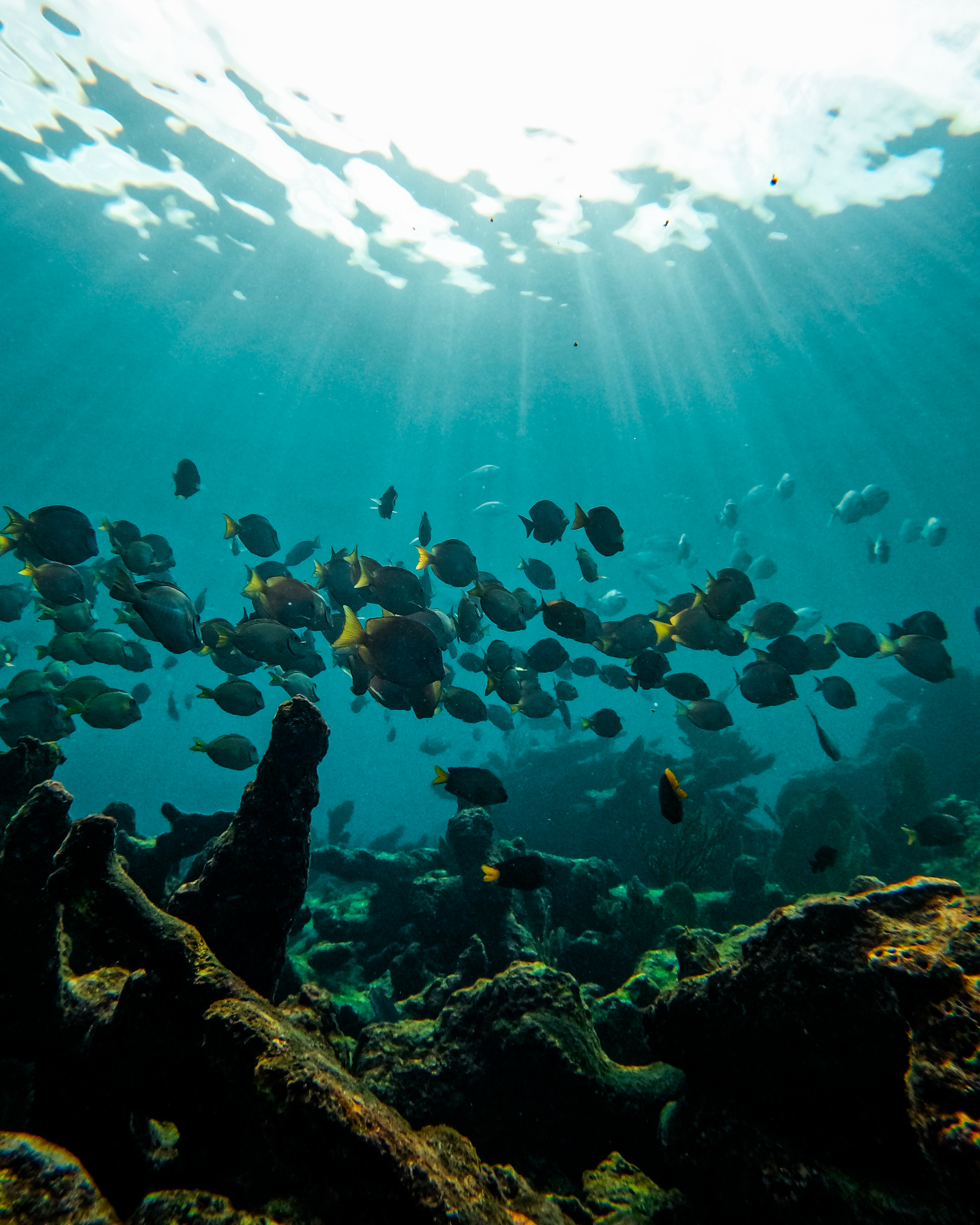 1.5 hours Snorkeling at Tulum's paradise reef — 58/92