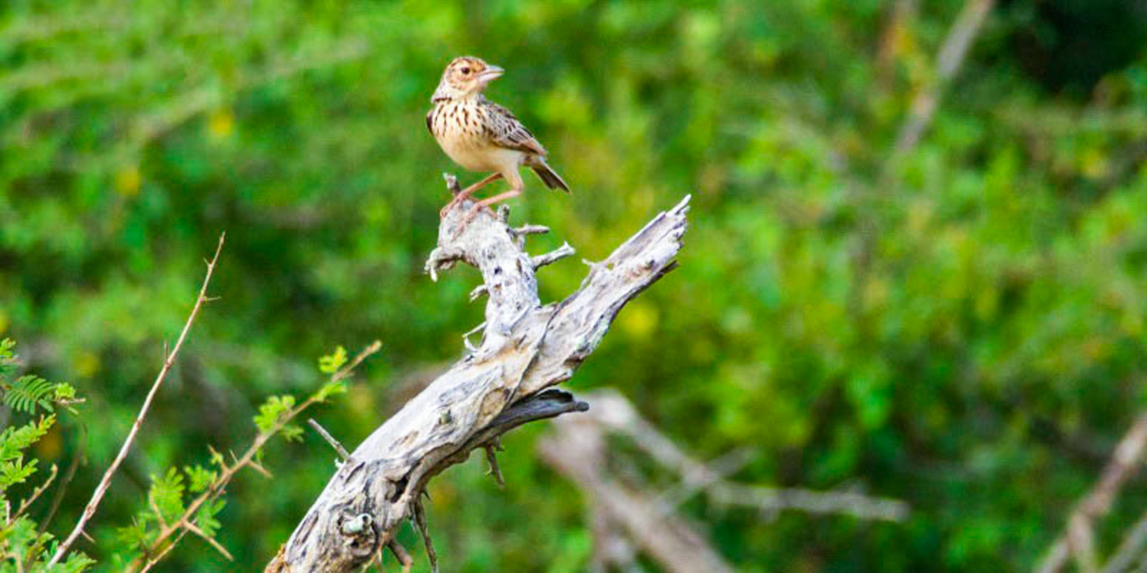 Lahugala Kitulana National Park  Private Safari