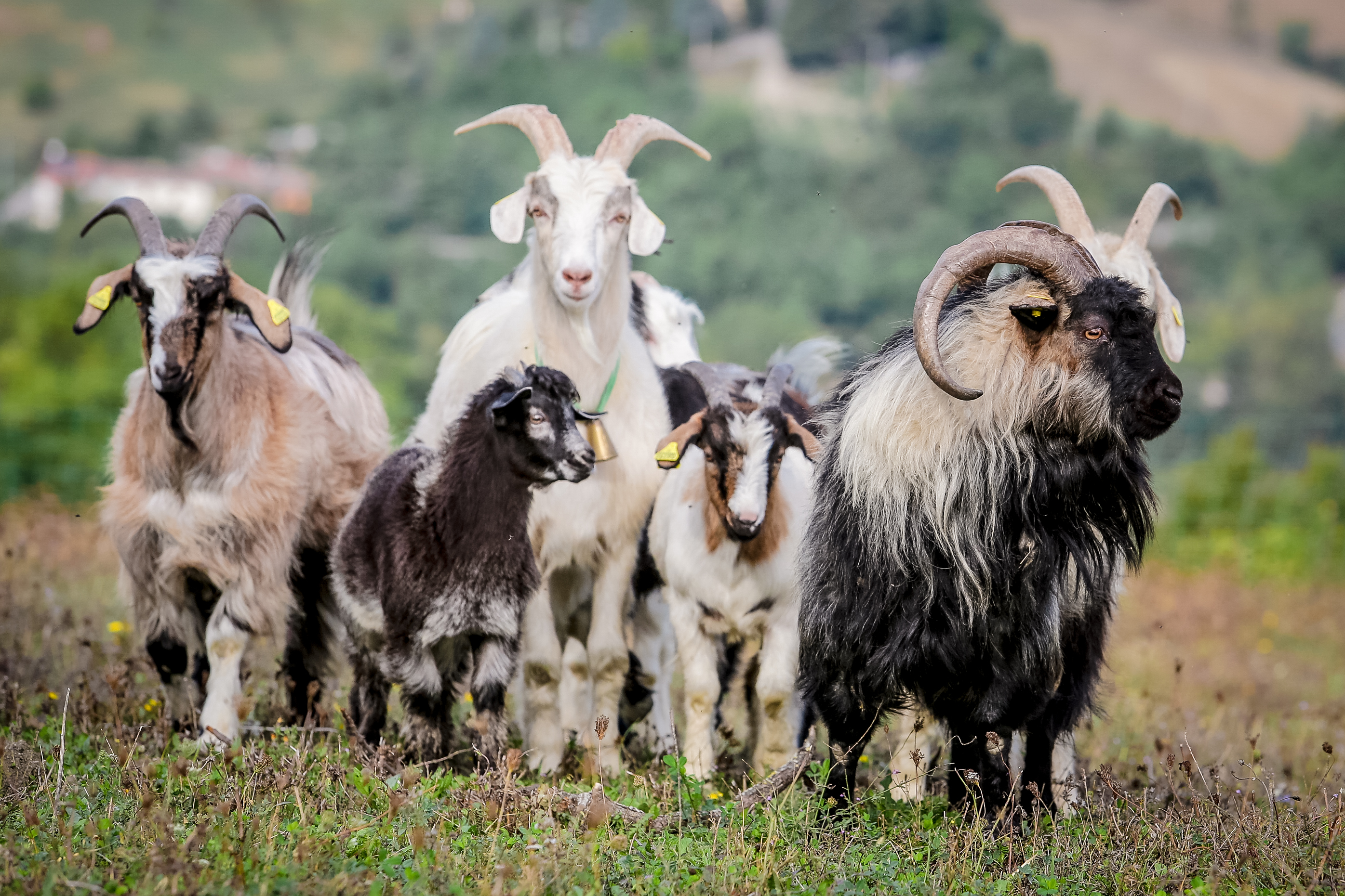 San Leo Cashmere: Farm Experience - Photo 2