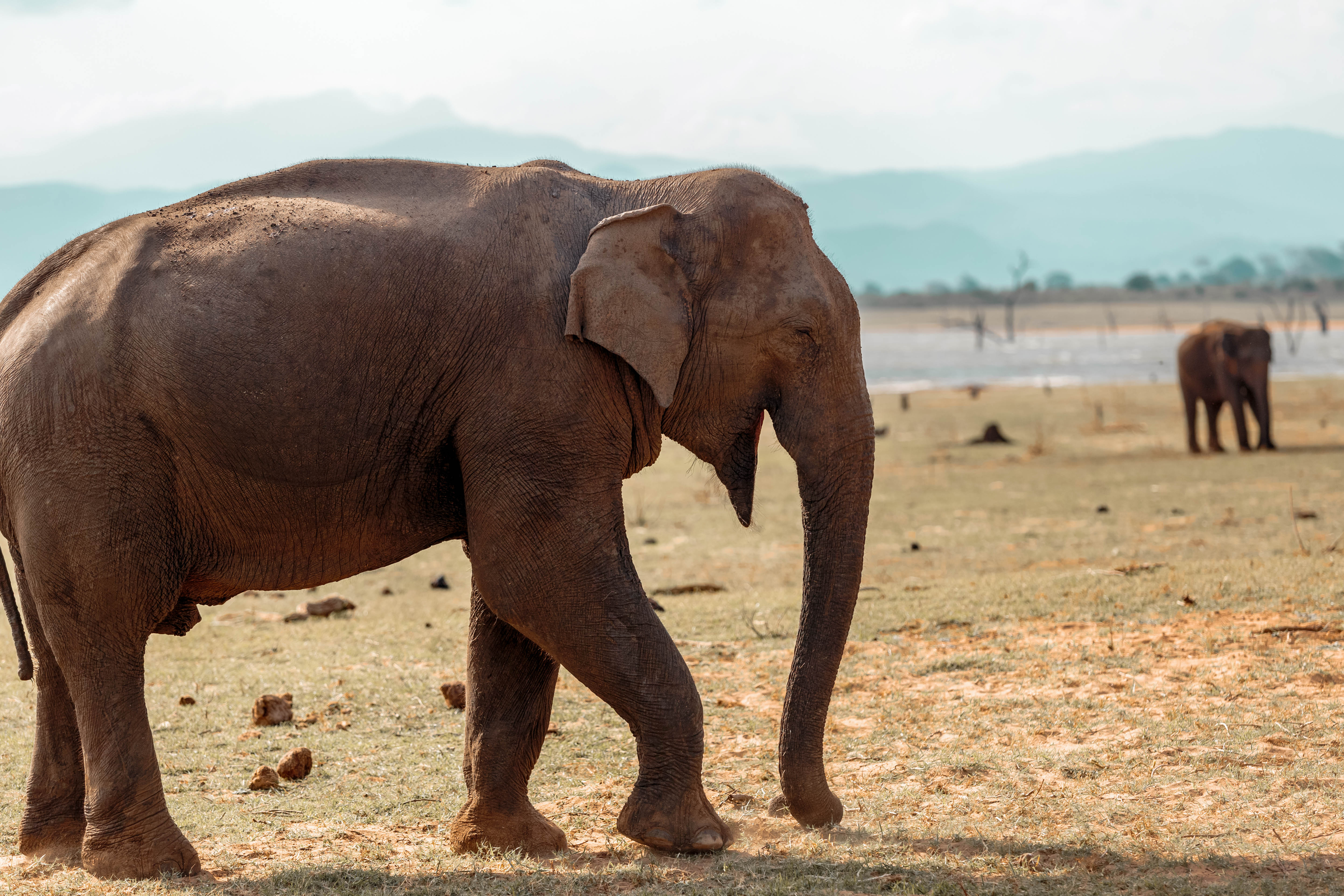 Elephant Explorer Tour from Udawalawe