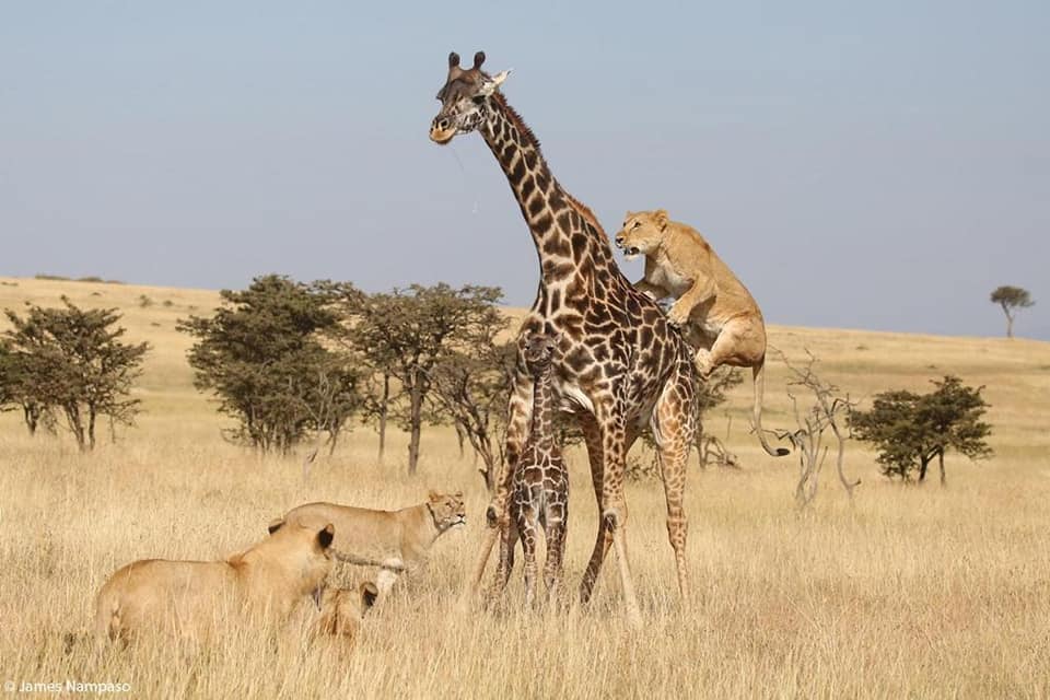 Safari de día completo en el Parque Nacional Hwange + almuerzo - Foto 3