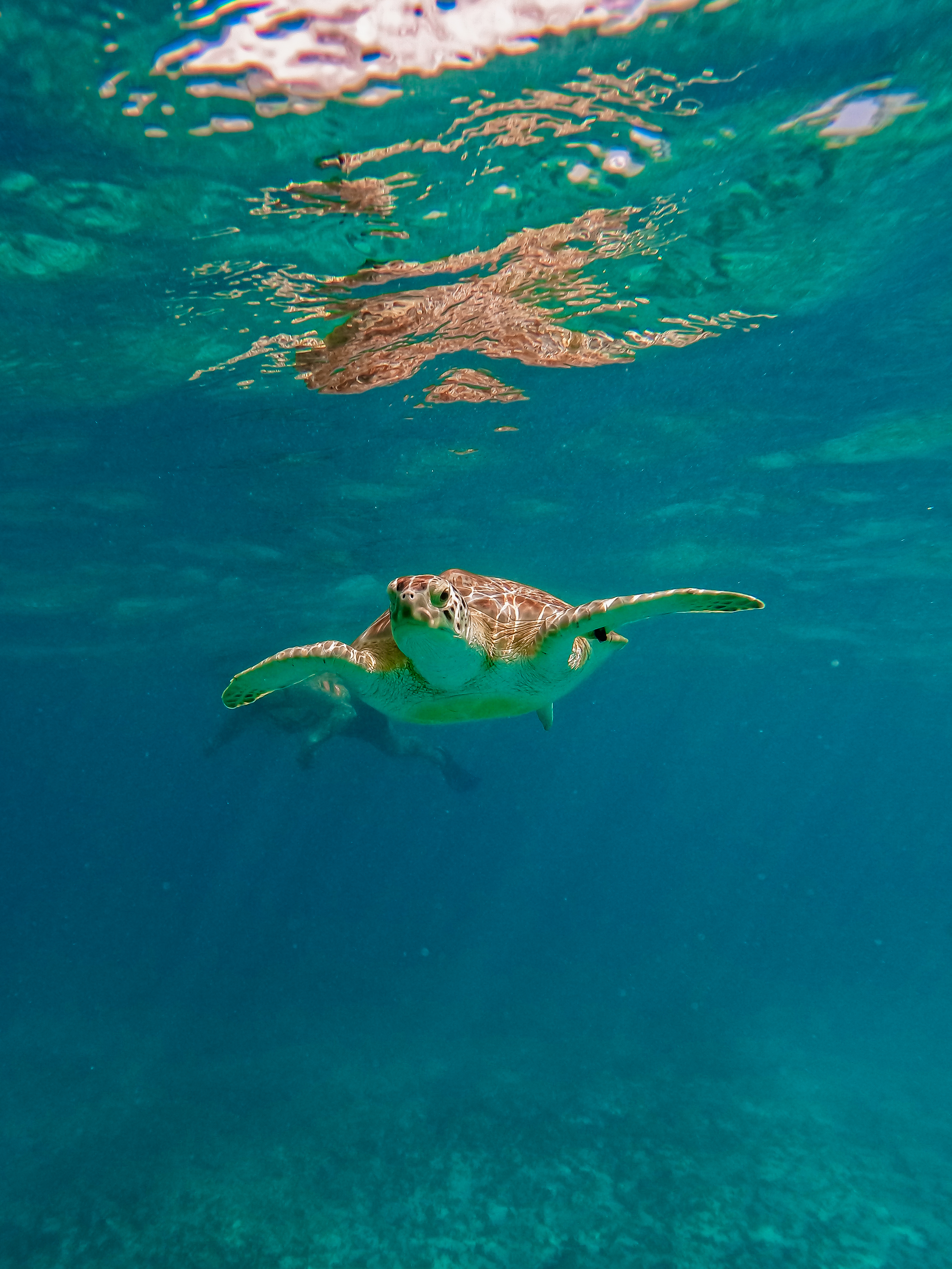 1.5 hours Snorkeling at Tulum's paradise reef — 44/92