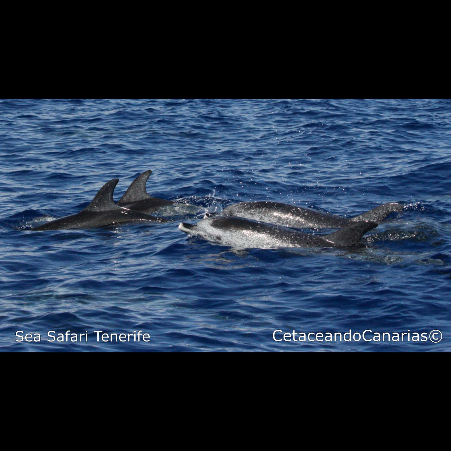 3 h SEA SAFARI TENERIFE Private Tour. Puerto Colon. Los Gigantes, Masca. 