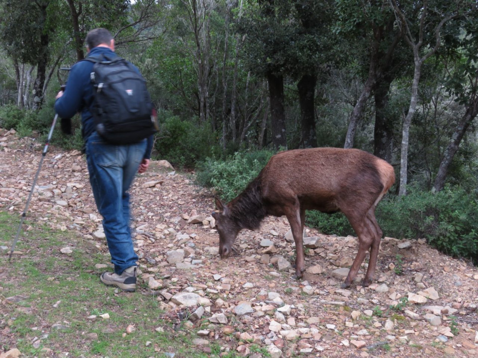 Castiadas: trekking in the S'Acqua Callenti forest - Photo 7