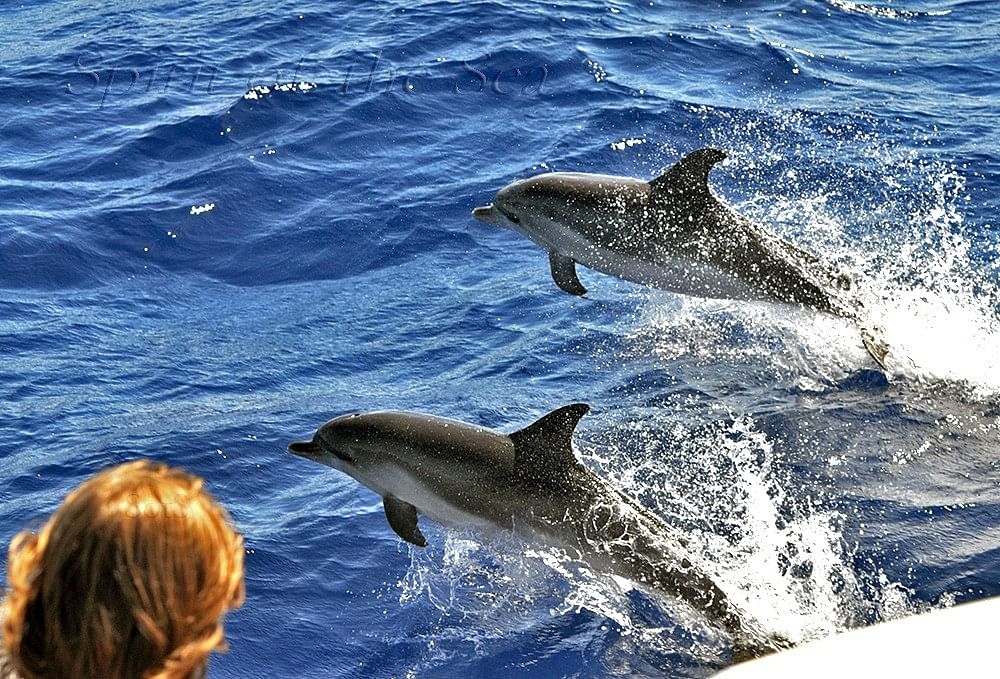Avistamiento de cetáceos (sin servicio de traslados, salidas desde Puerto Rico)