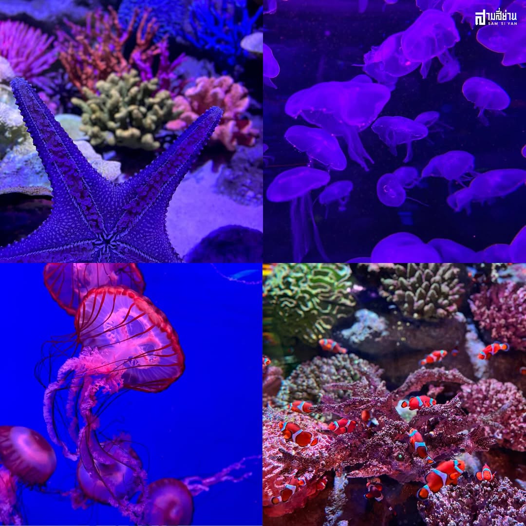 Sea Life Bangok – Image 4 | WeShare