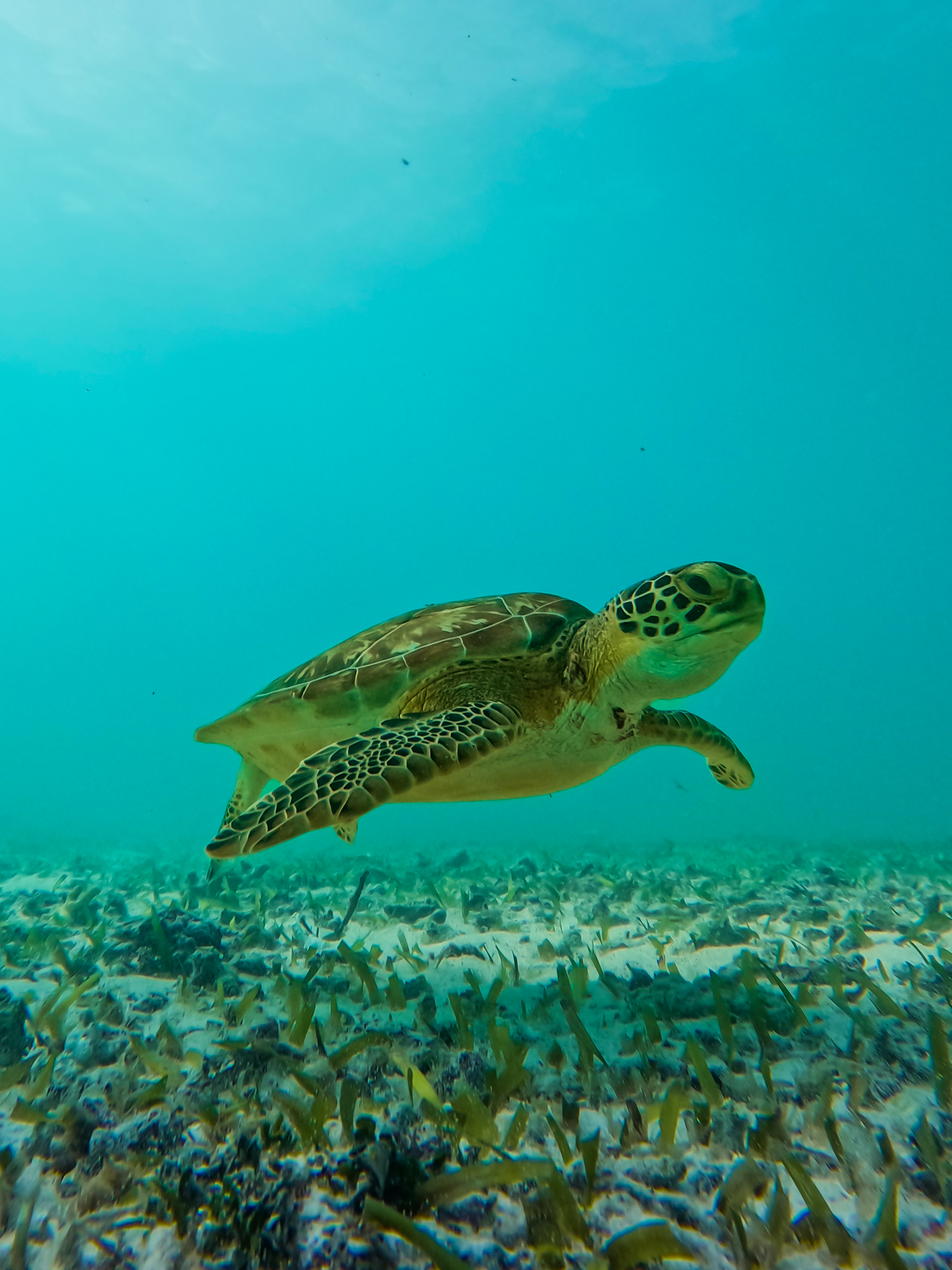 1.5 hours Snorkeling at Tulum's paradise reef — 47/92