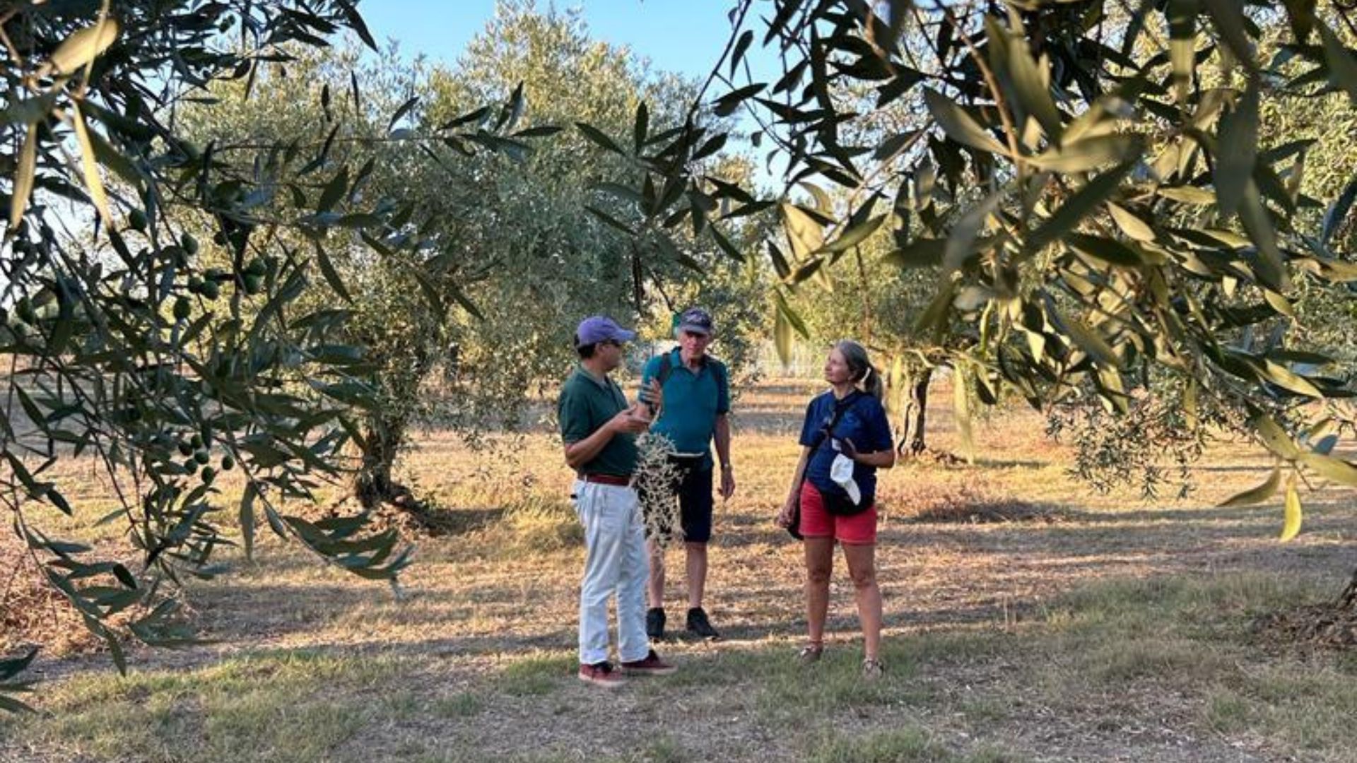 Walk among the olive trees and guided tasting in Oristano - Photo 6