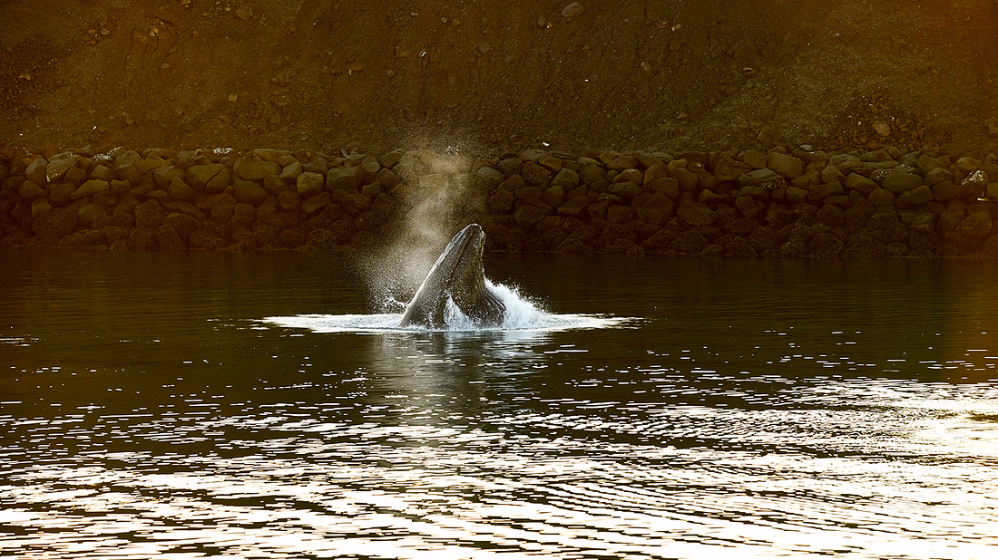 Whales & Waves: An Epic Marine Adventure Tour - photo 4
