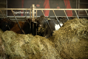 Private tour: Golden Circle and Farm Lunch in Minivan - photo 18