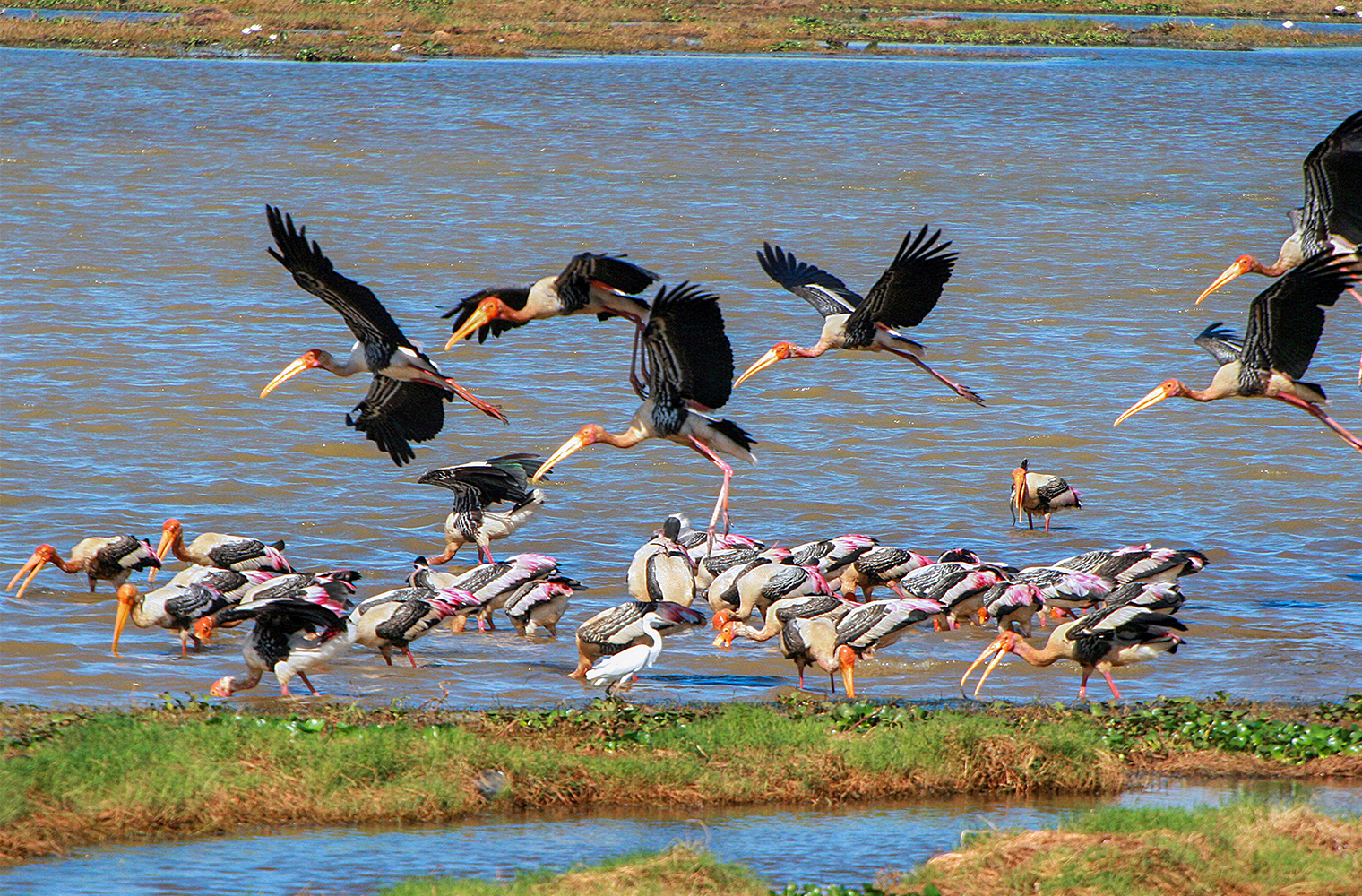 Kumana National Park Private Safari with Naturalist including Jeep