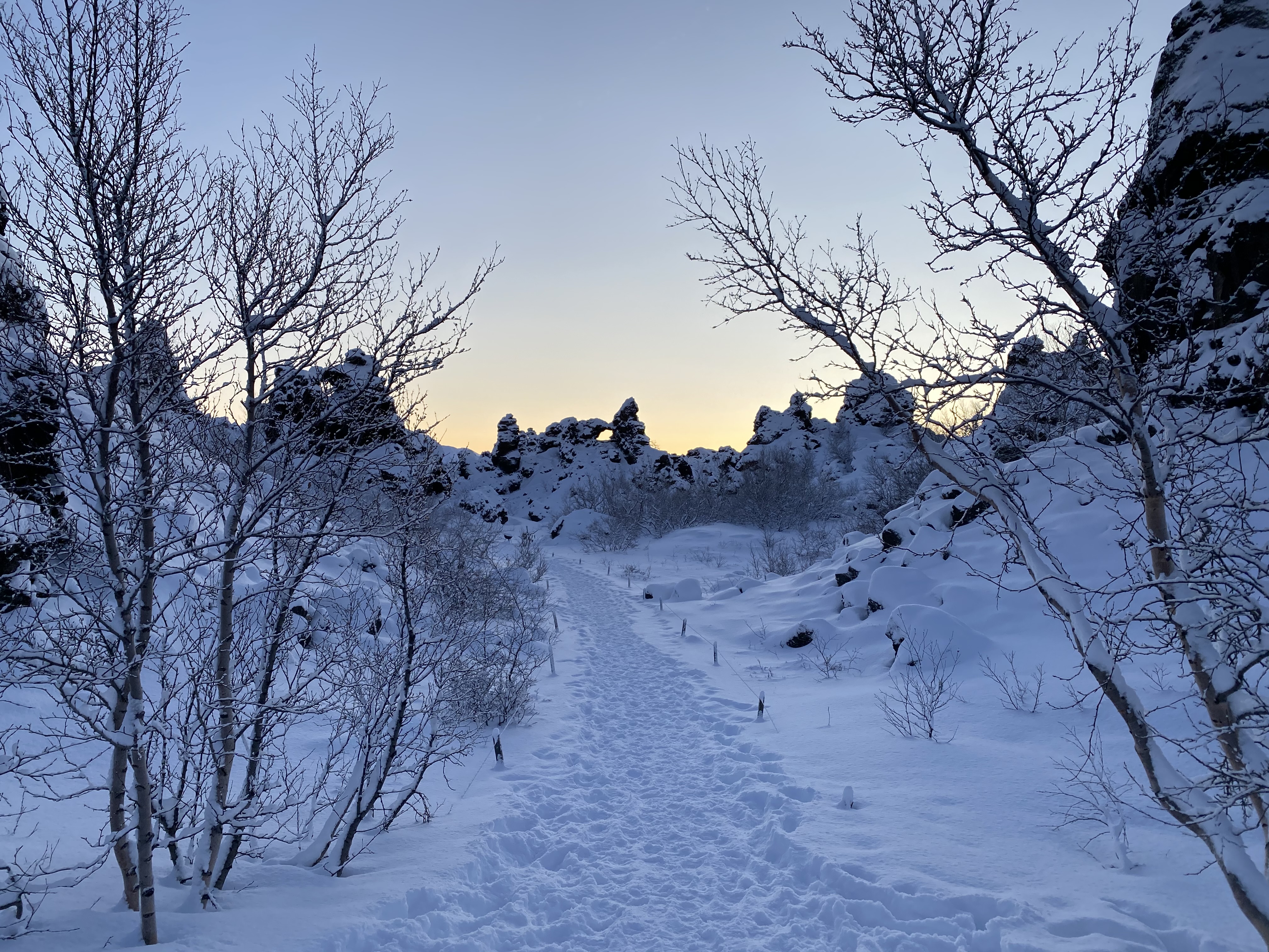Snow-covered trees and lava formations in North Iceland