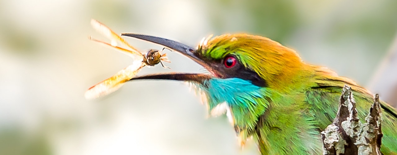 Birdwatching Boat Ride in Muthurajawela Marsh from Colombo