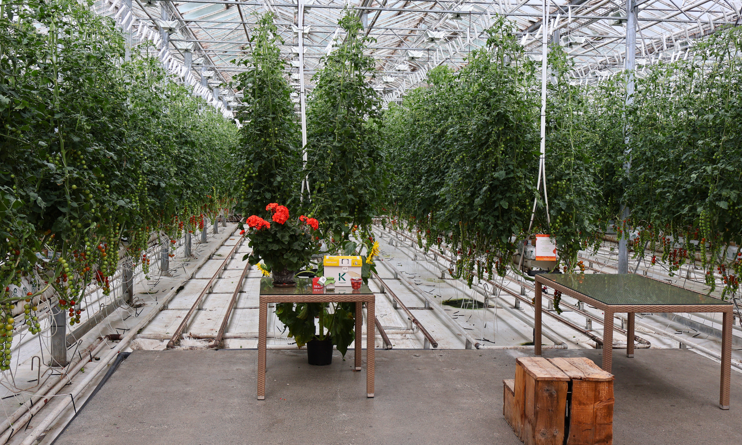 Private Golden Circle Classic Tour with Kerið Crater and Friðheimar Tomato Farm - photo 13