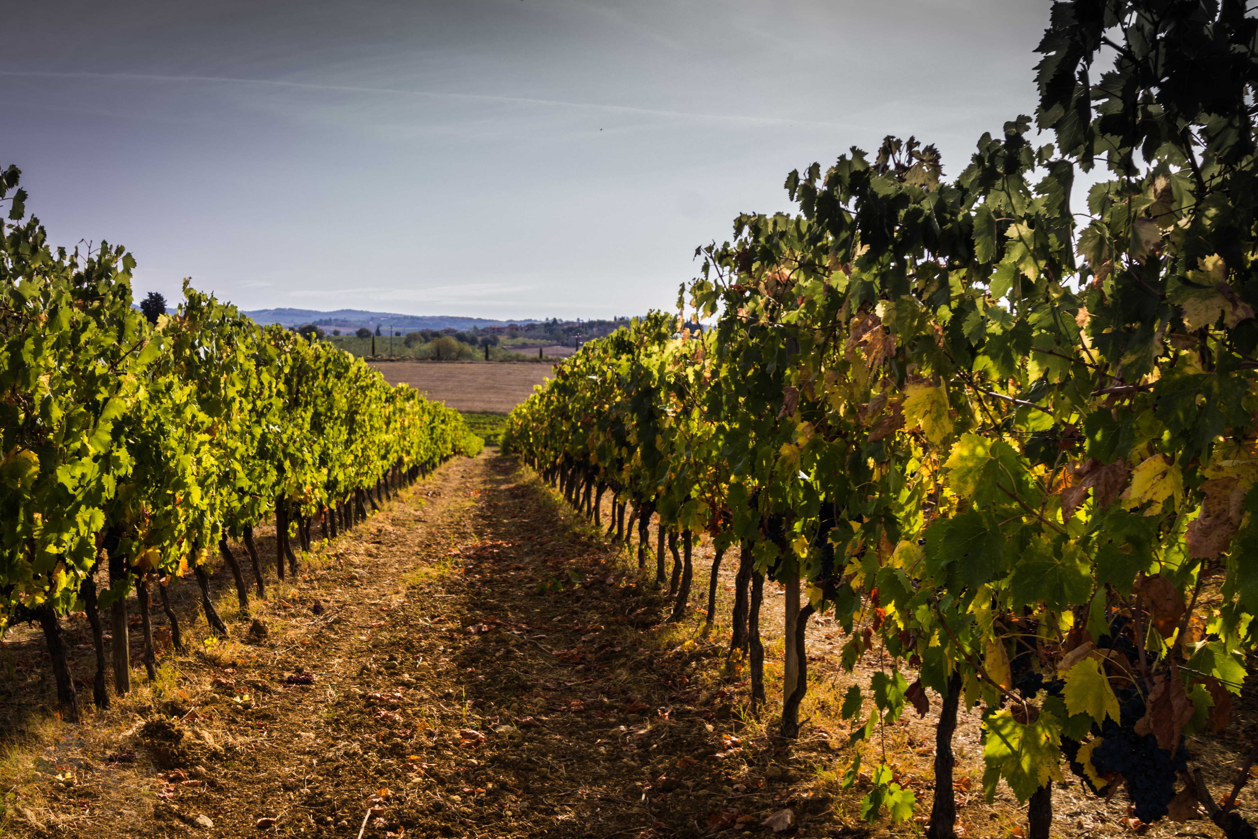 500 Vintage Tour - Tour enogastronomico nel Chianti - Piccoli gruppi  - Photo 24